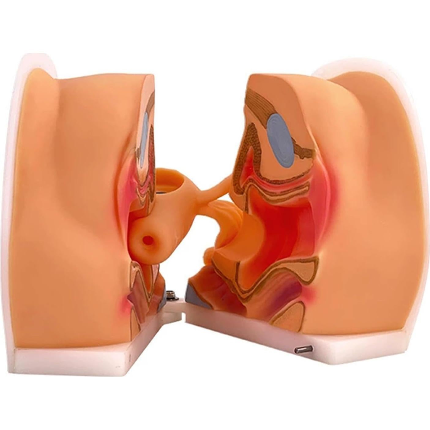 Maniquí Ginecológico Femenino JTZSD 1:1 Anatomía Precisa