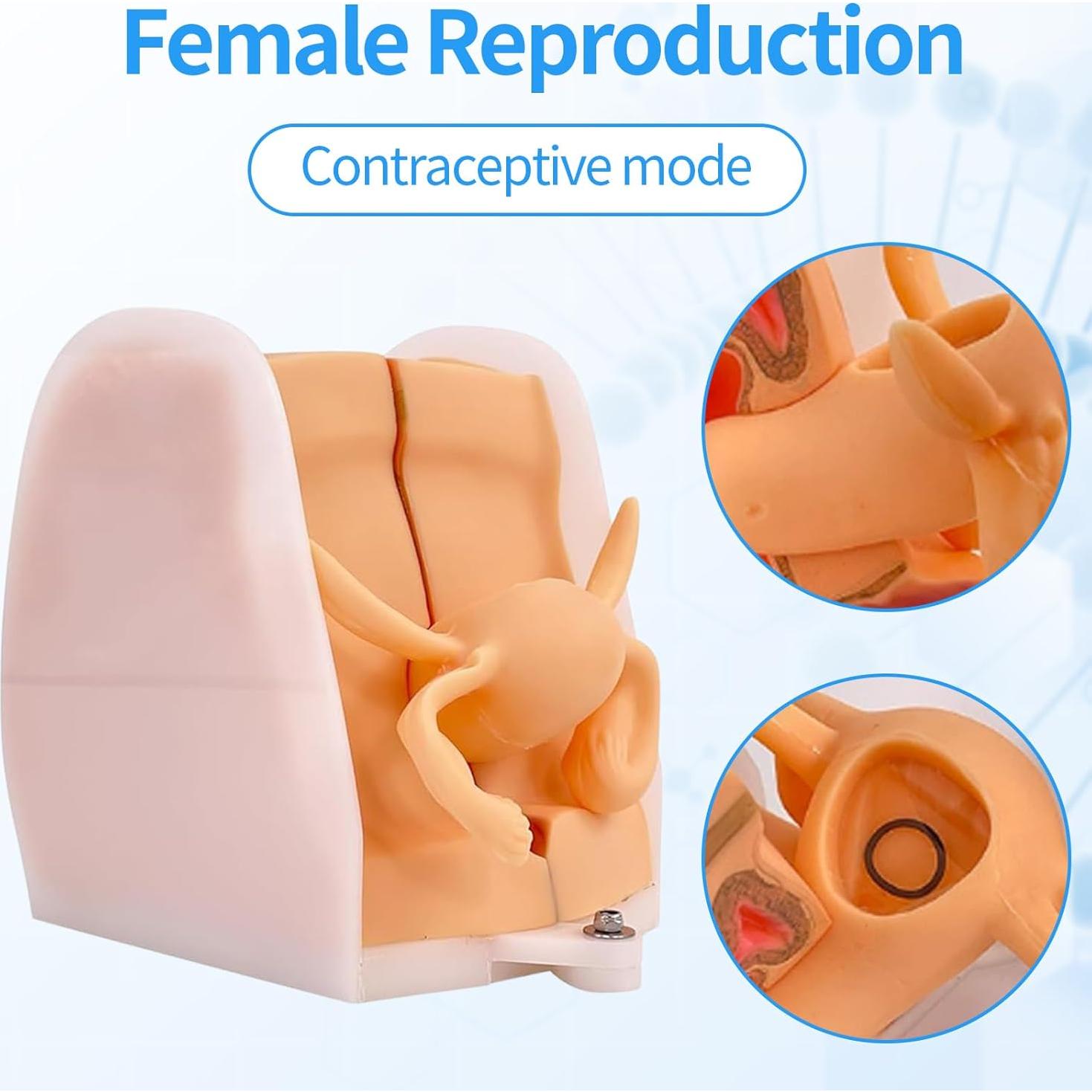 Maniquí Ginecológico Femenino JTZSD 1:1 Anatomía Precisa