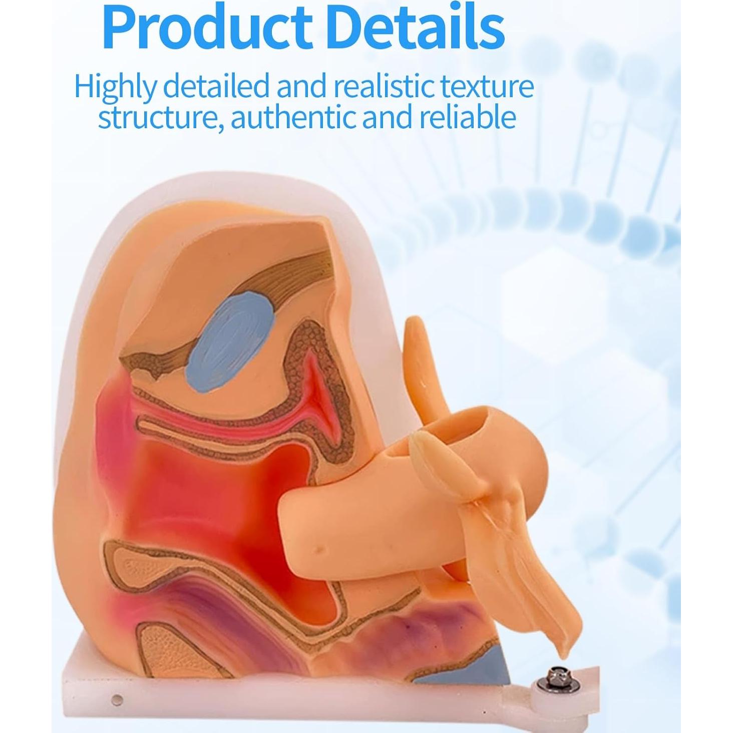 Maniquí Ginecológico Femenino JTZSD 1:1 Anatomía Precisa
