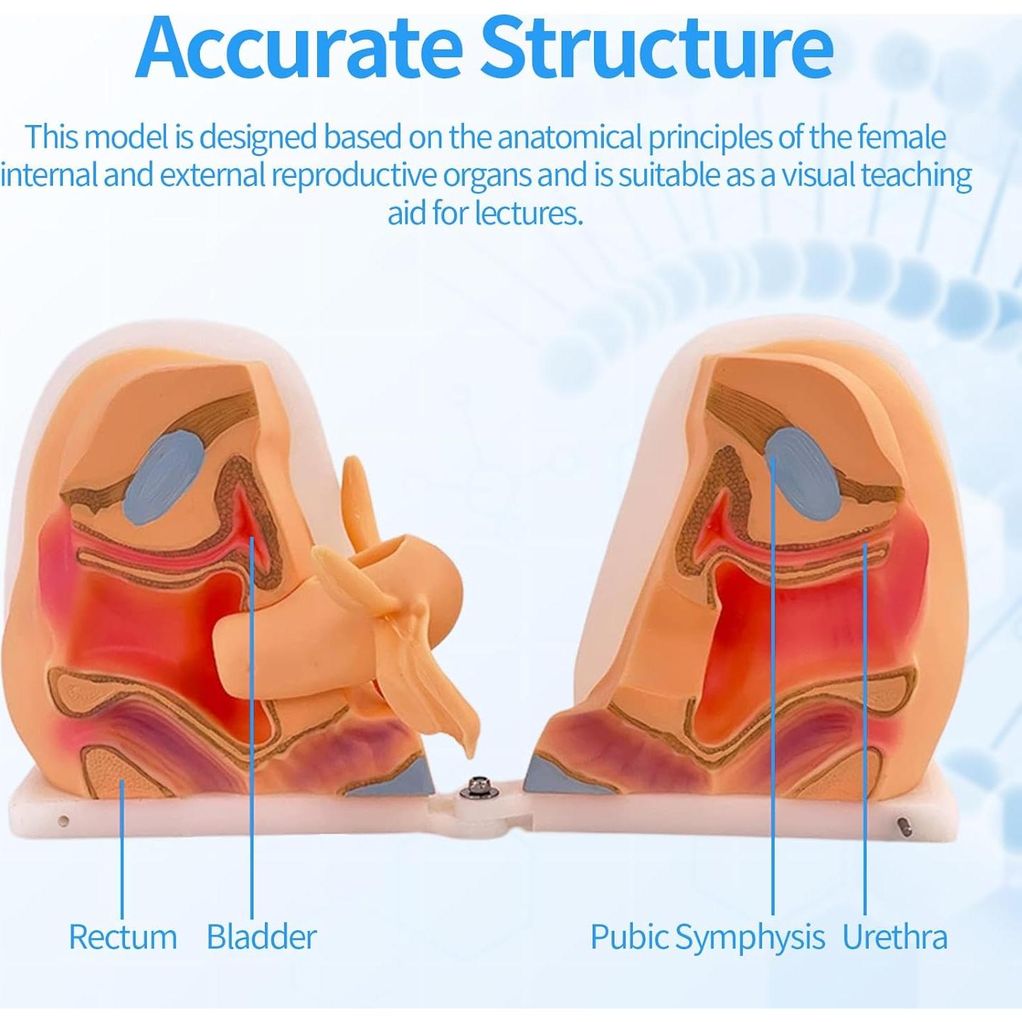Maniquí Ginecológico Femenino JTZSD 1:1 Anatomía Precisa