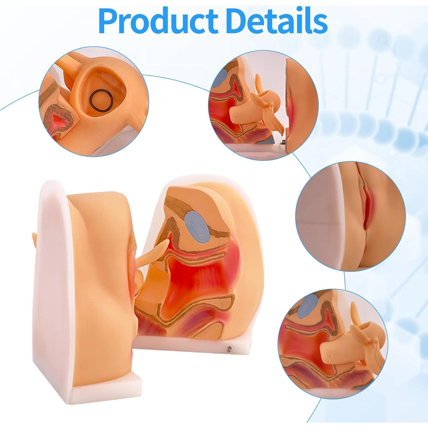 Maniquí Ginecológico Femenino JTZSD 1:1 Anatomía Precisa