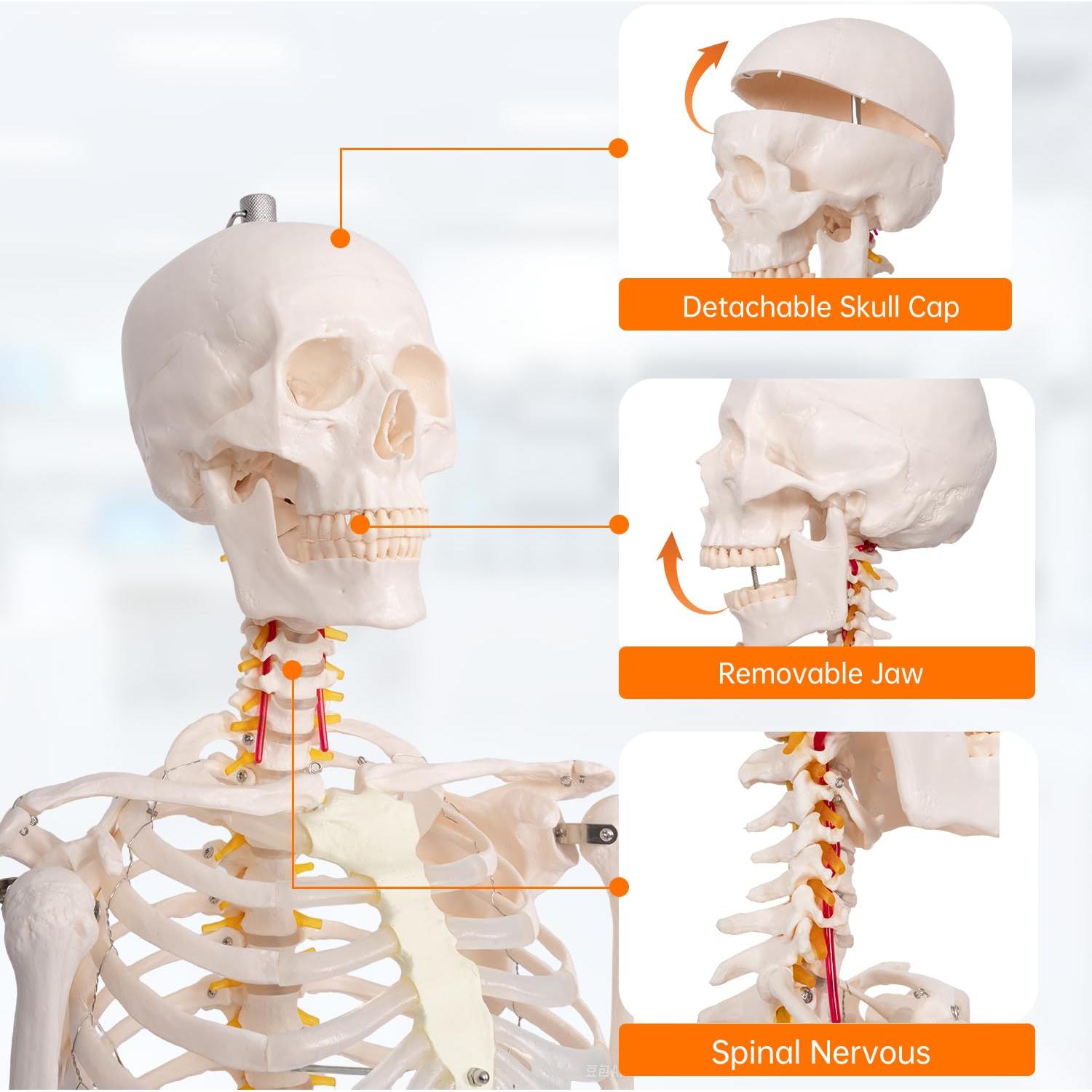 Esqueleto Humano Posable 180 cm con Soporte Rodante PVC