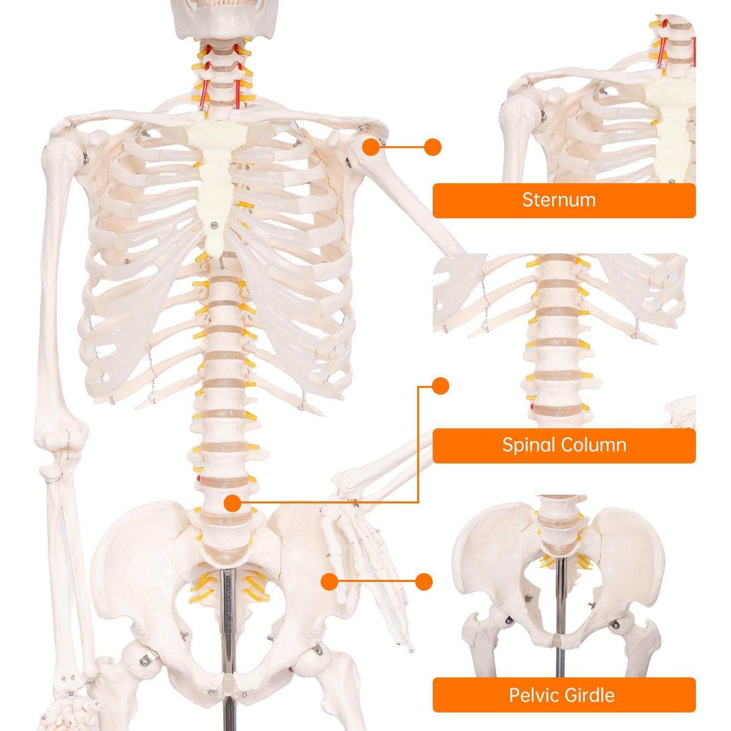 Esqueleto Humano Posable 180 cm con Soporte Rodante PVC