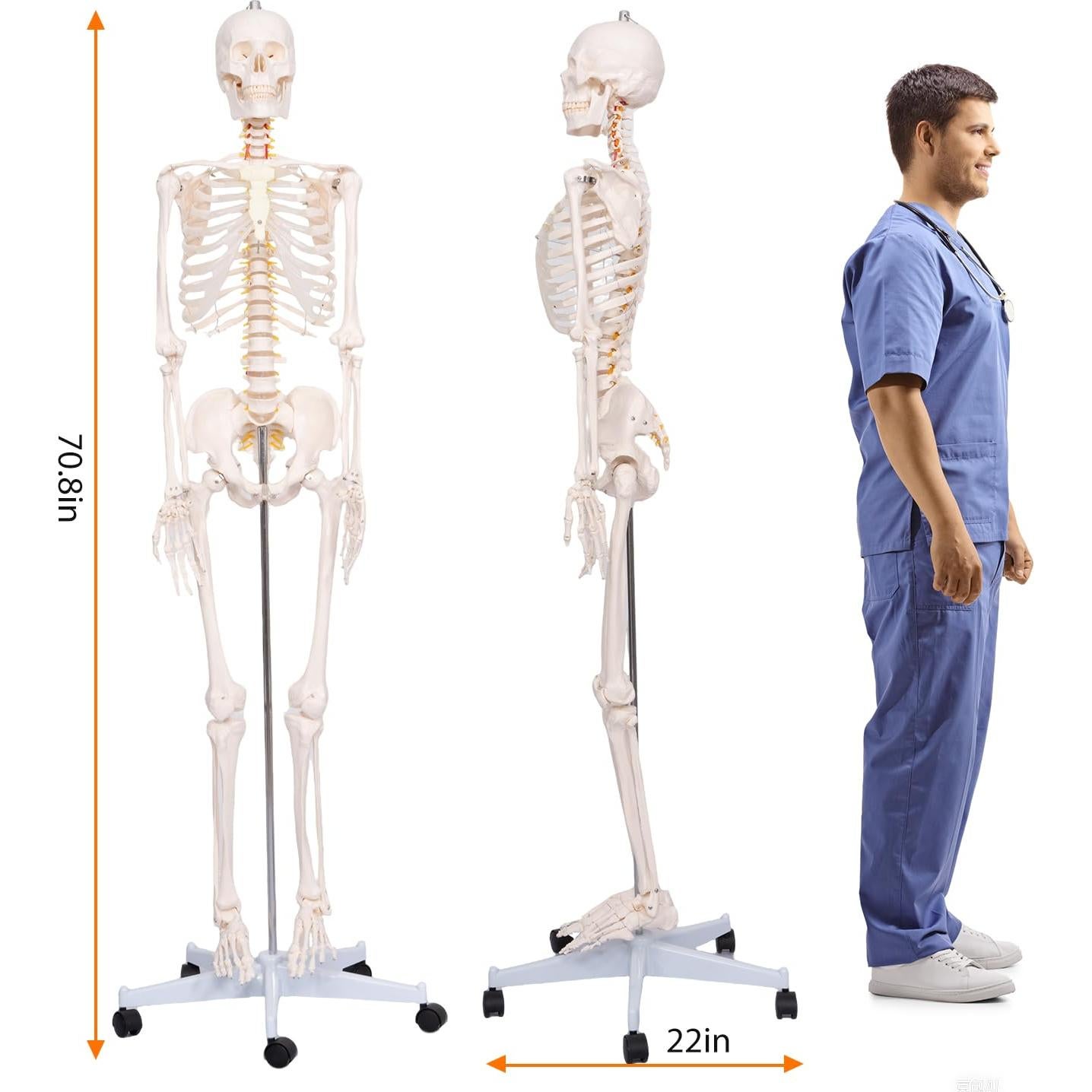 Esqueleto Humano Posable 180 cm con Soporte Rodante PVC