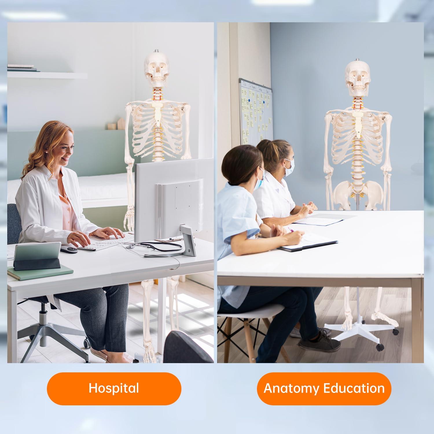 Esqueleto Humano Posable 180 cm con Soporte Rodante PVC