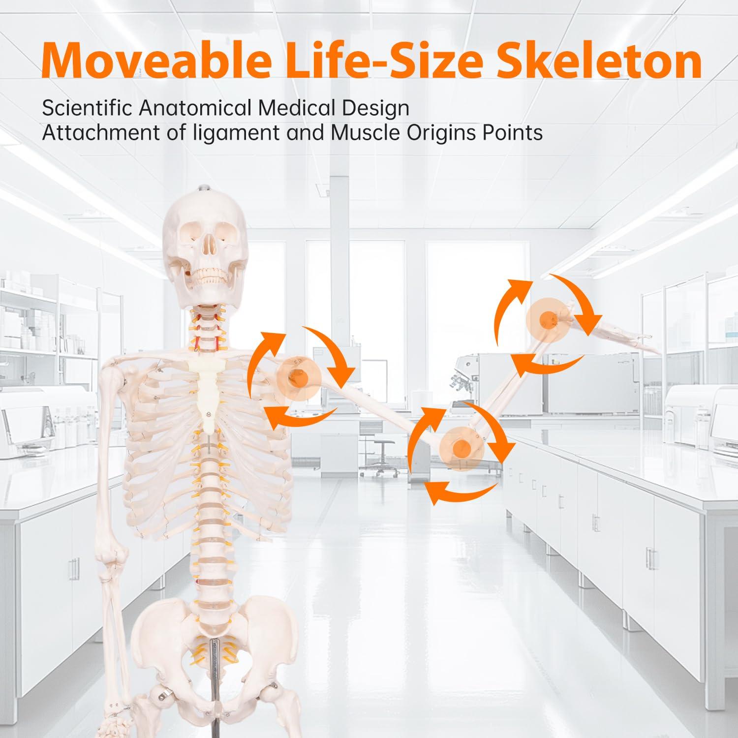 Esqueleto Humano Posable 180 cm con Soporte Rodante PVC