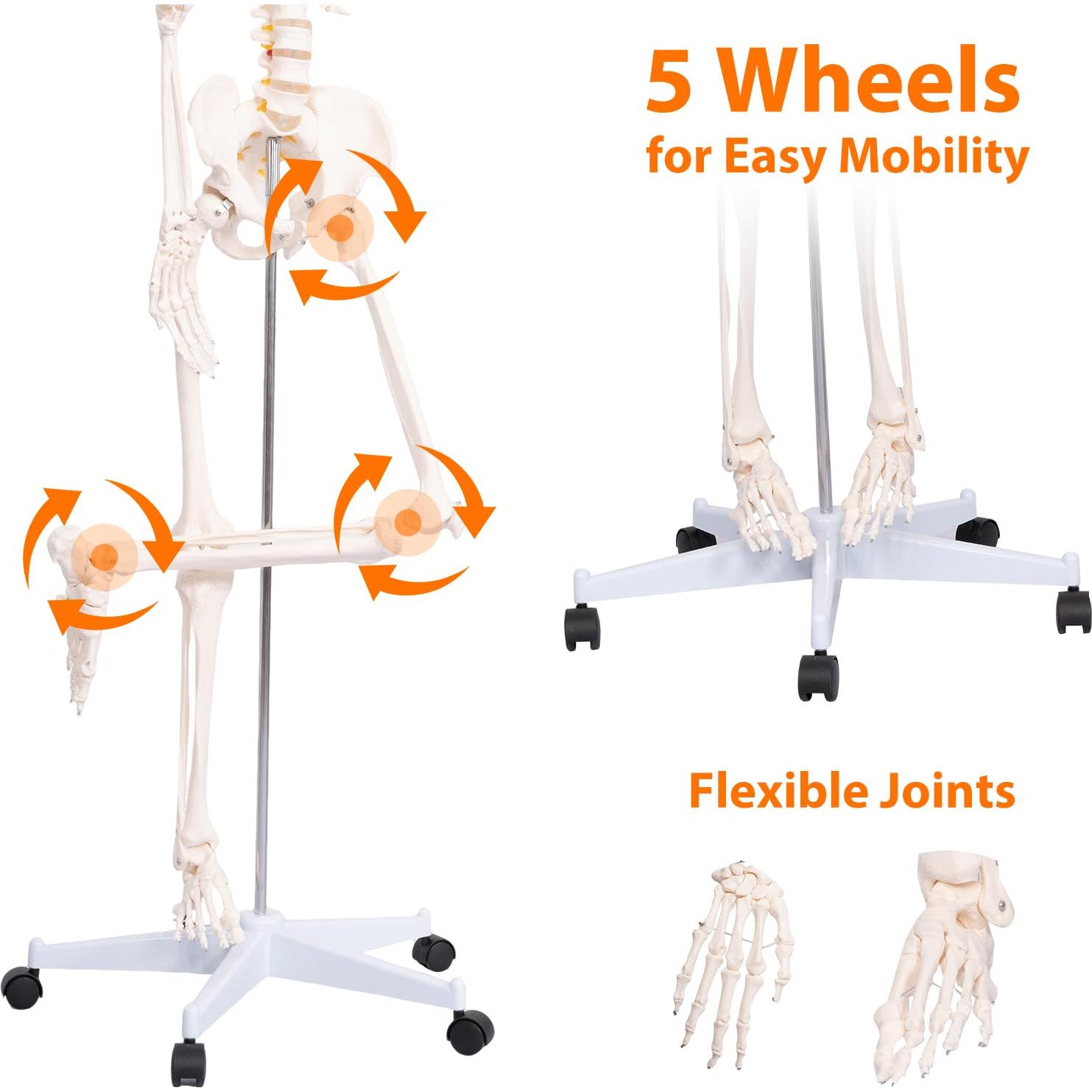 Esqueleto Humano Posable 180 cm con Soporte Rodante PVC