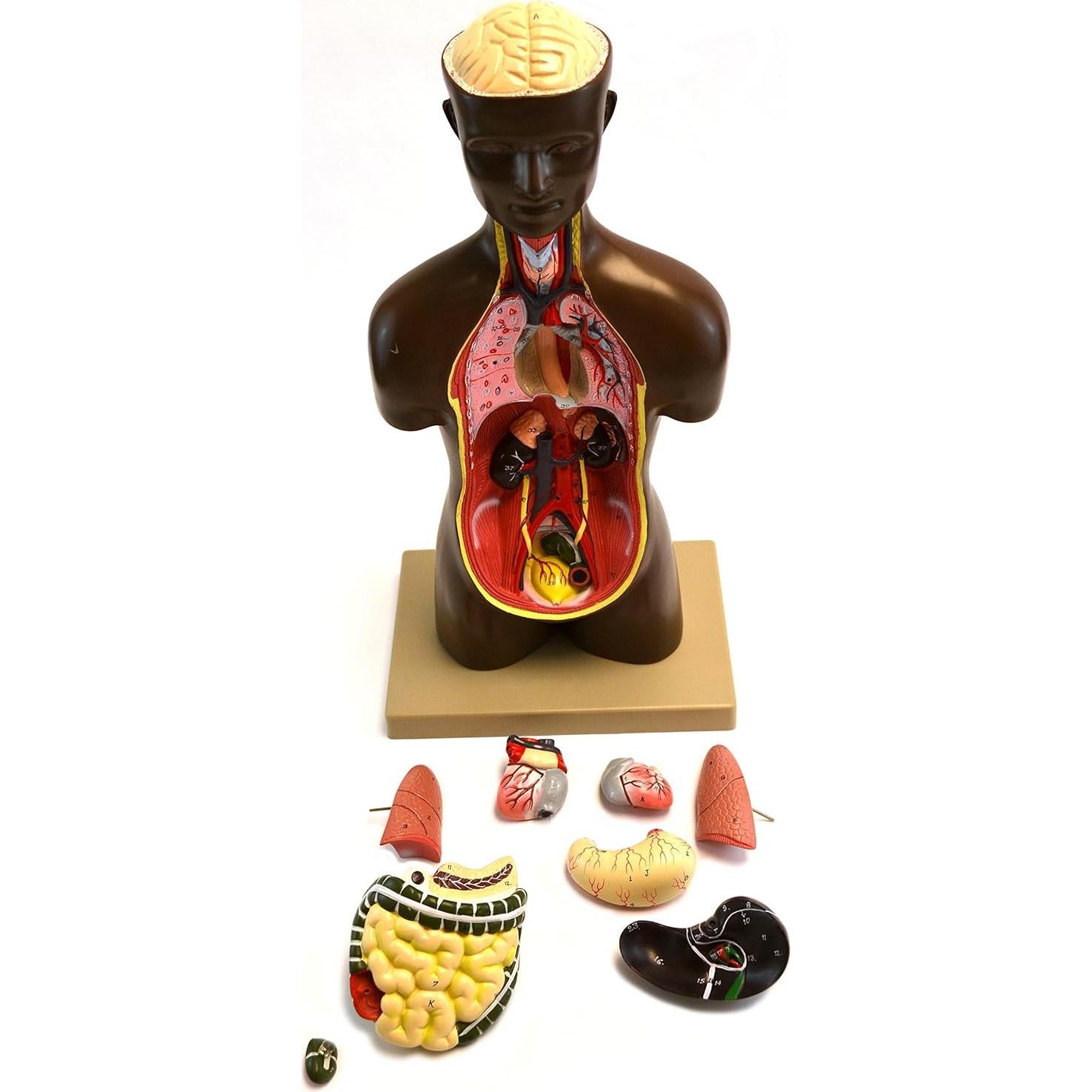 Modelo de Torso Humano Eisco Labs 50.8 cm Órganos Removibles