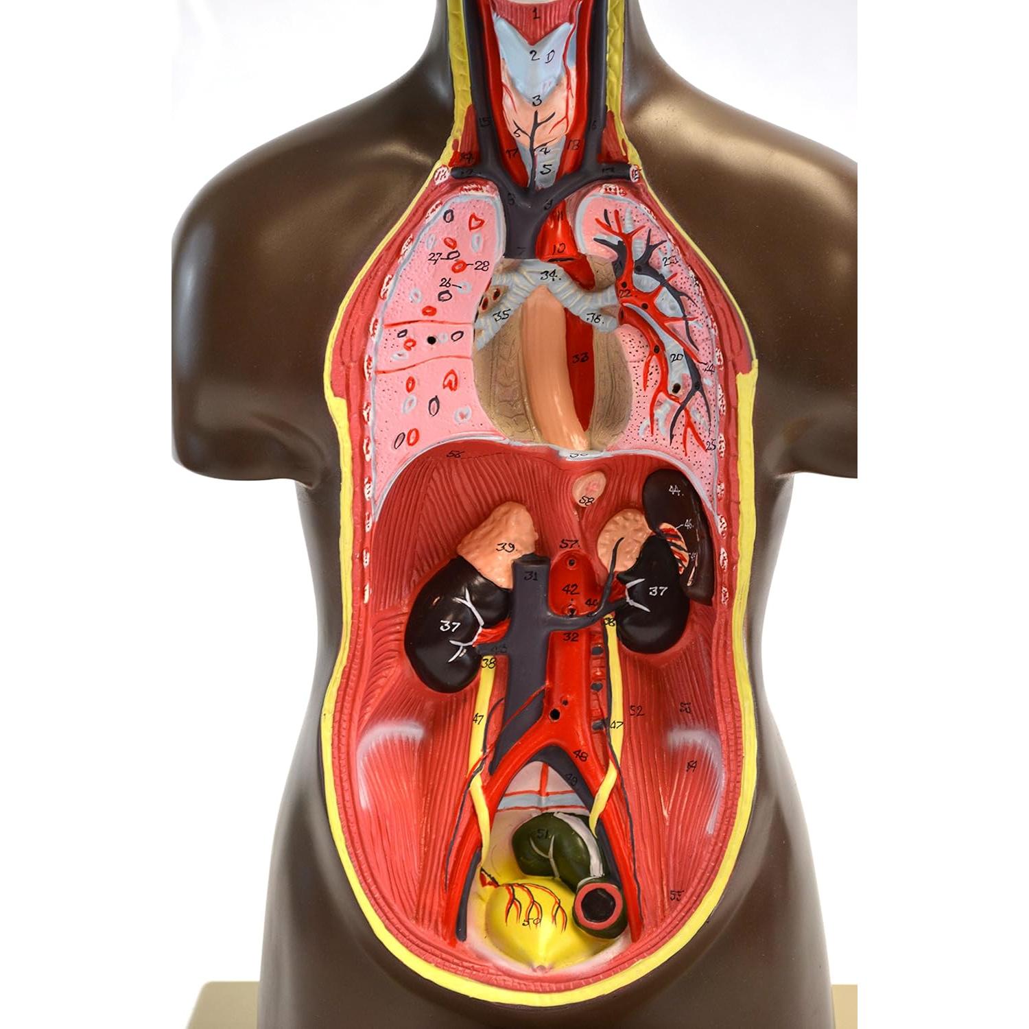 Modelo de Torso Humano Eisco Labs 50.8 cm Órganos Removibles