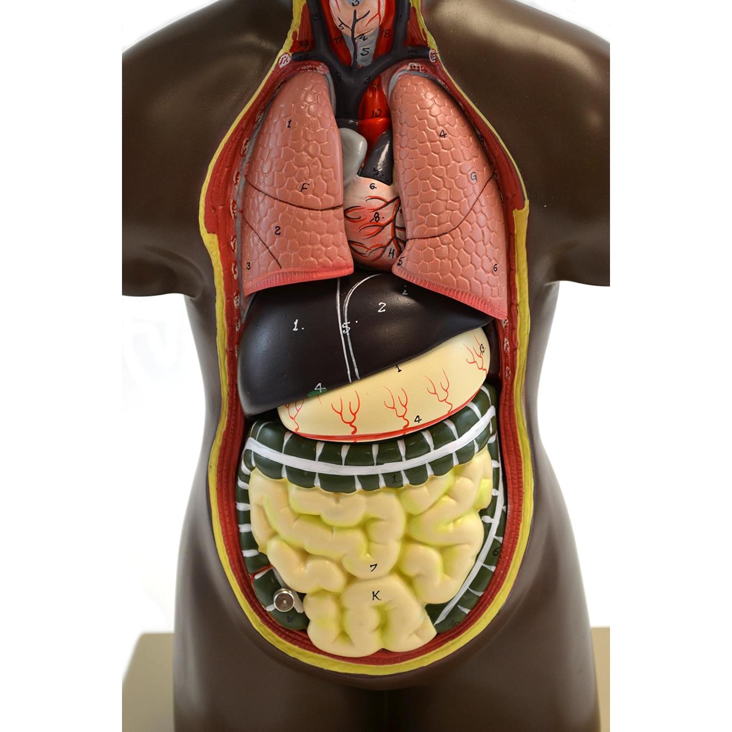 Modelo de Torso Humano Eisco Labs 50.8 cm Órganos Removibles