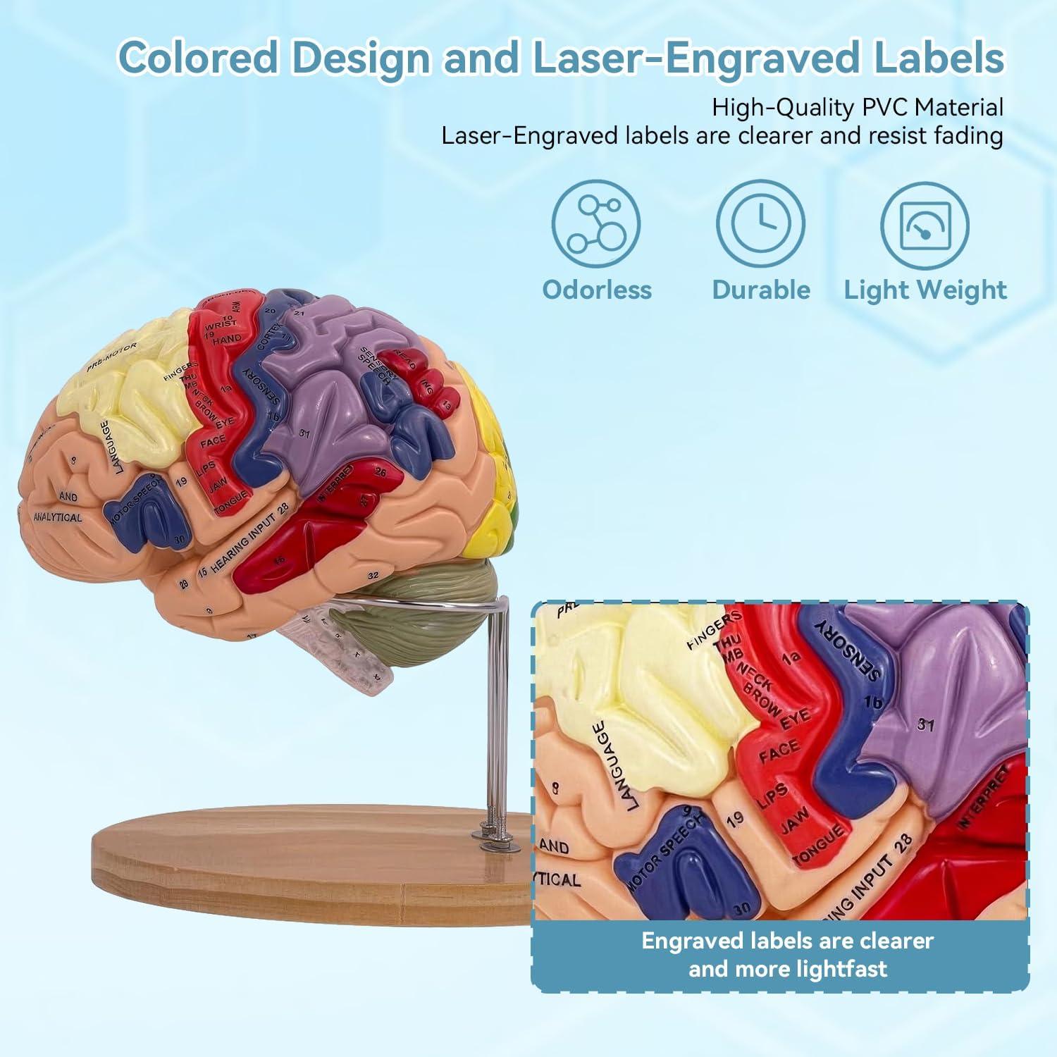 Modelo de Cerebro Humano 2X DSFGFRR Desmontable 4 Partes