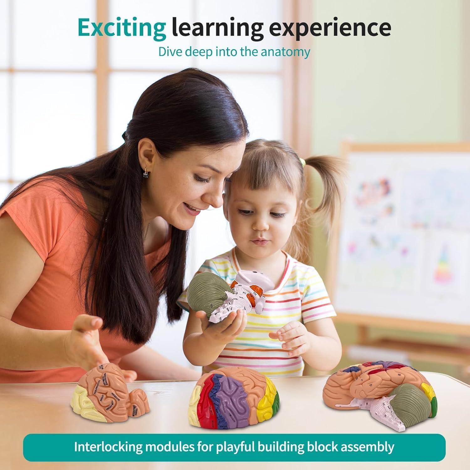 Modelo de Cerebro Humano 2X DSFGFRR Desmontable 4 Partes