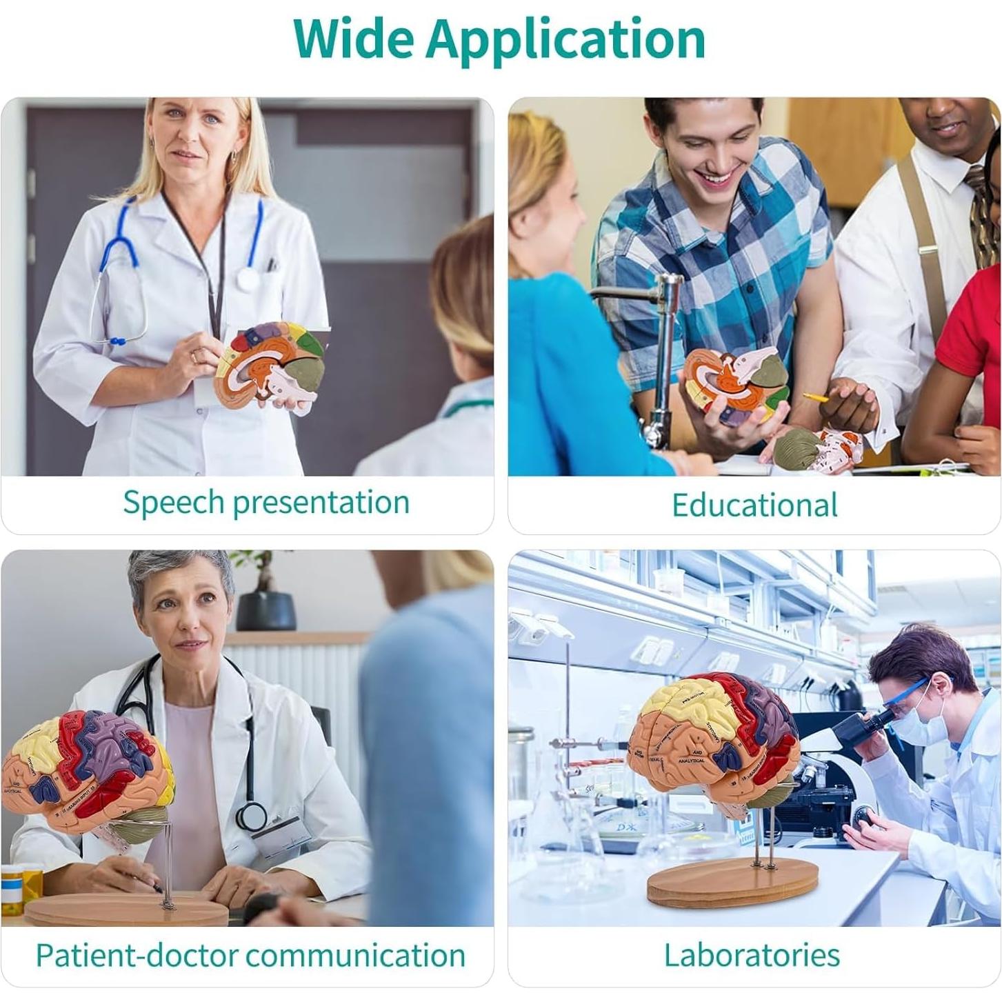 Modelo de Cerebro Humano 2X DSFGFRR Desmontable 4 Partes