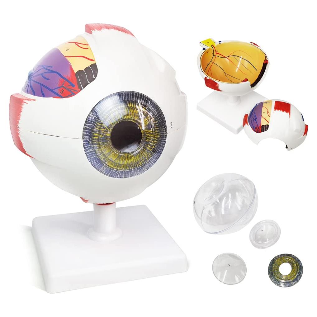 Modelo Anatómico del Ojo Humano 6X Benilev con Soporte