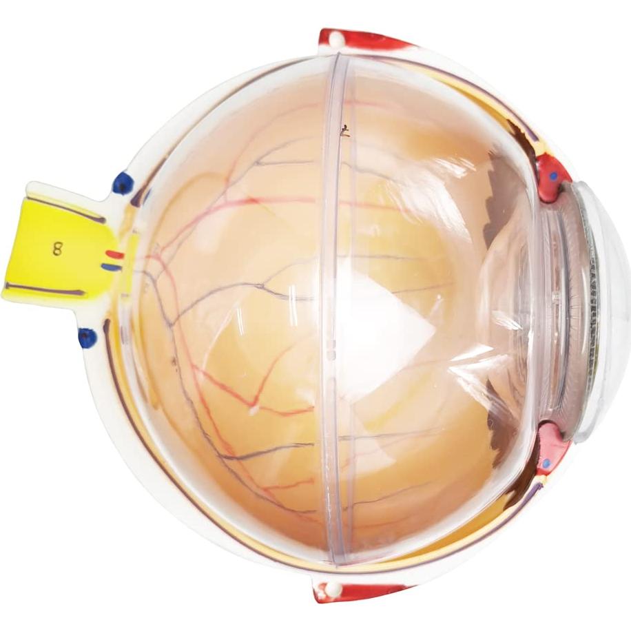 Modelo Anatómico del Ojo Humano 6X Benilev con Soporte