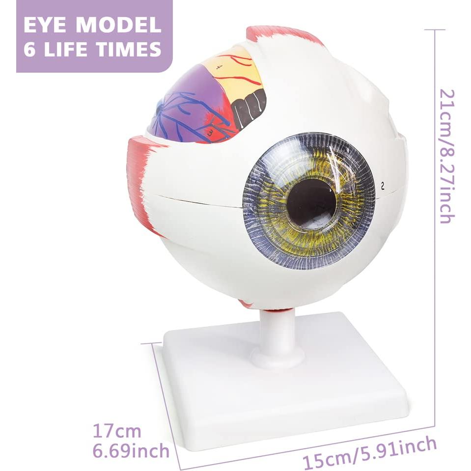 Modelo Anatómico del Ojo Humano 6X Benilev con Soporte