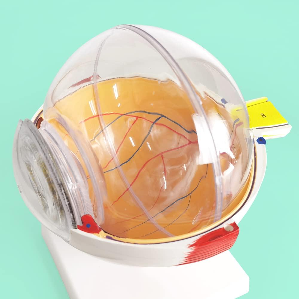 Modelo Anatómico del Ojo Humano 6X Benilev con Soporte