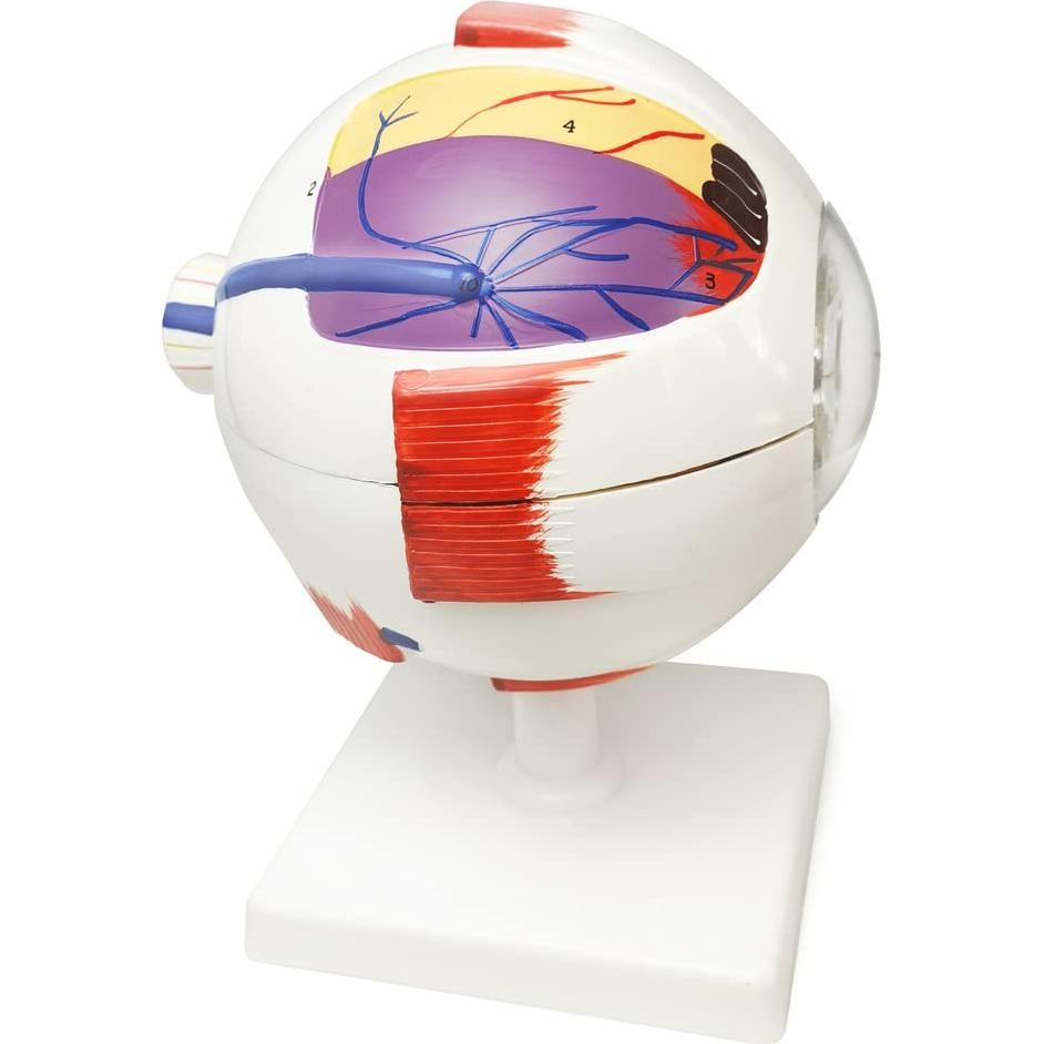 Modelo Anatómico del Ojo Humano 6X Benilev con Soporte