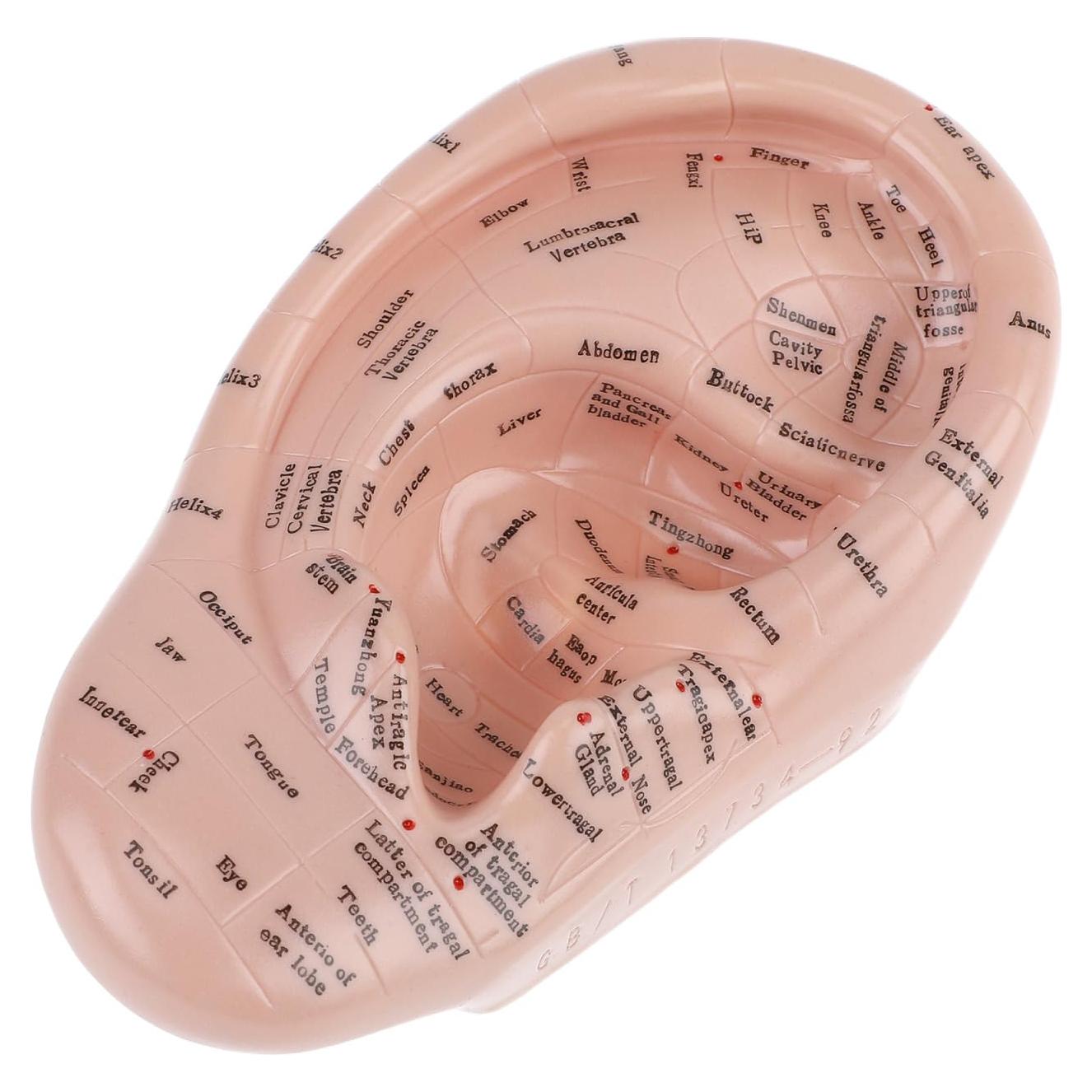 Modelo de Oreja Humana CLISPEED 17x10 cm para Reflexología