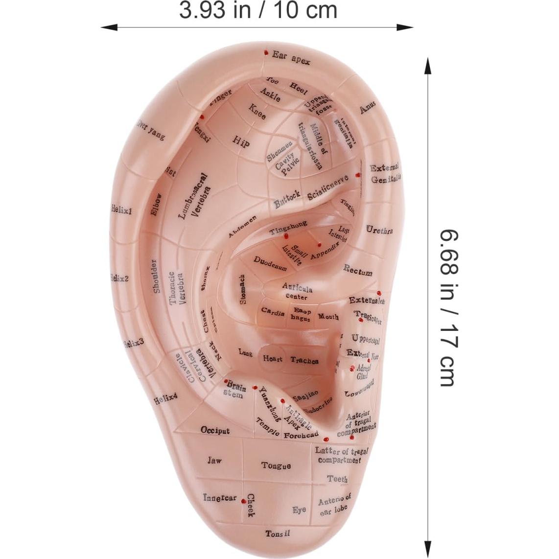 Modelo de Oreja Humana CLISPEED 17x10 cm para Reflexología