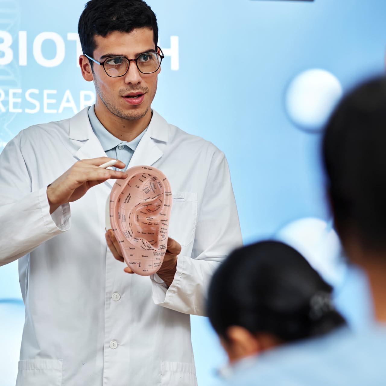 Modelo de Oreja Humana CLISPEED 17x10 cm para Reflexología