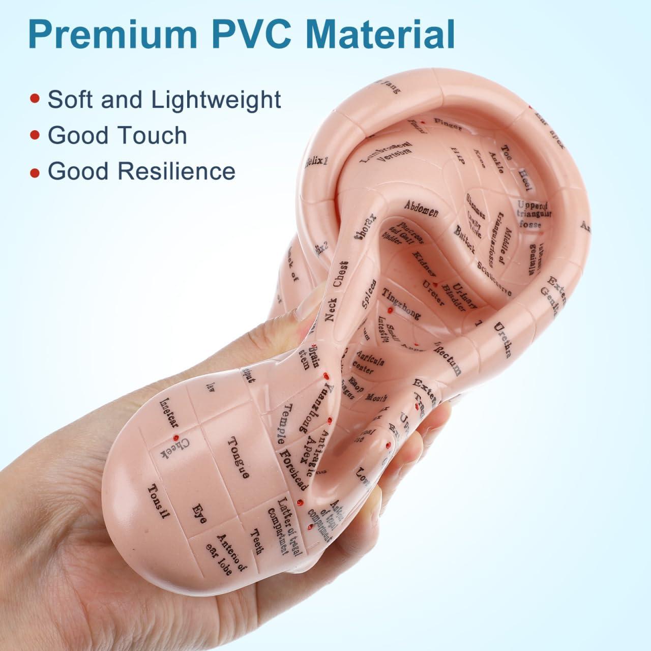 Modelo de Oreja Humana CLISPEED 17x10 cm para Reflexología