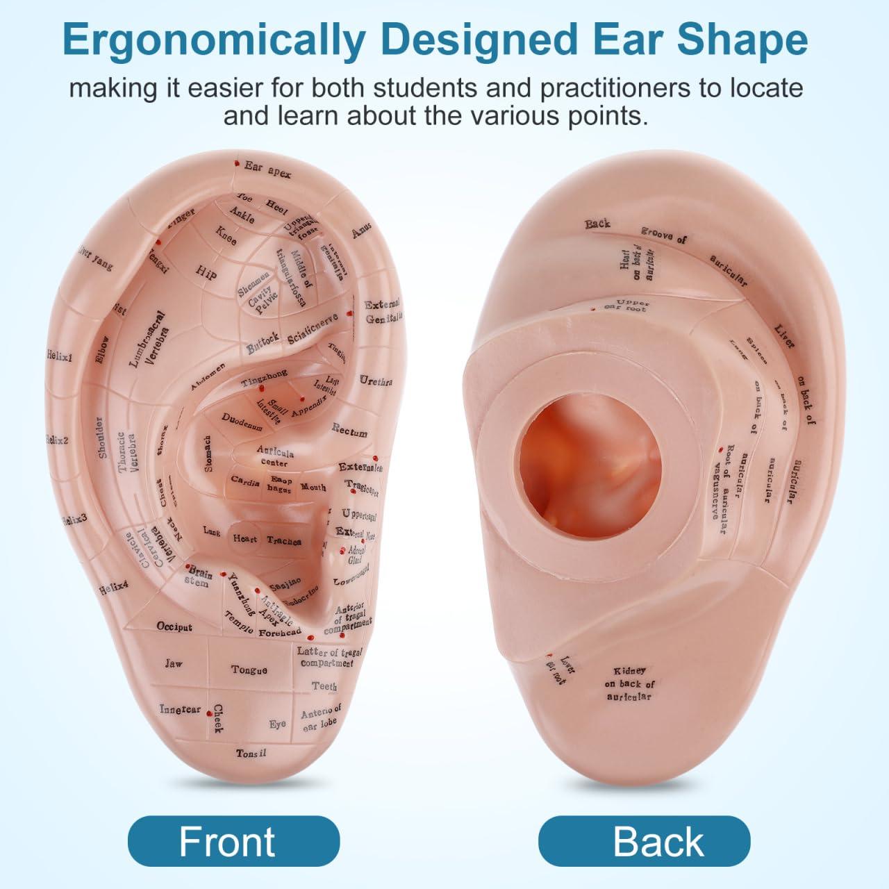 Modelo de Oreja Humana CLISPEED 17x10 cm para Reflexología