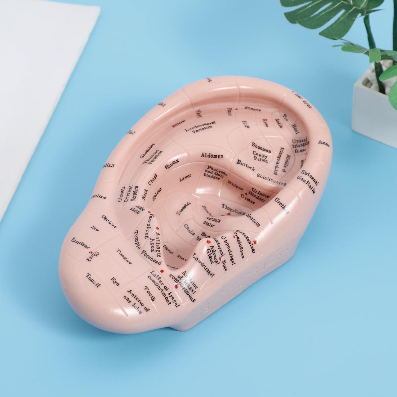 Modelo de Oreja Humana CLISPEED 17x10 cm para Reflexología