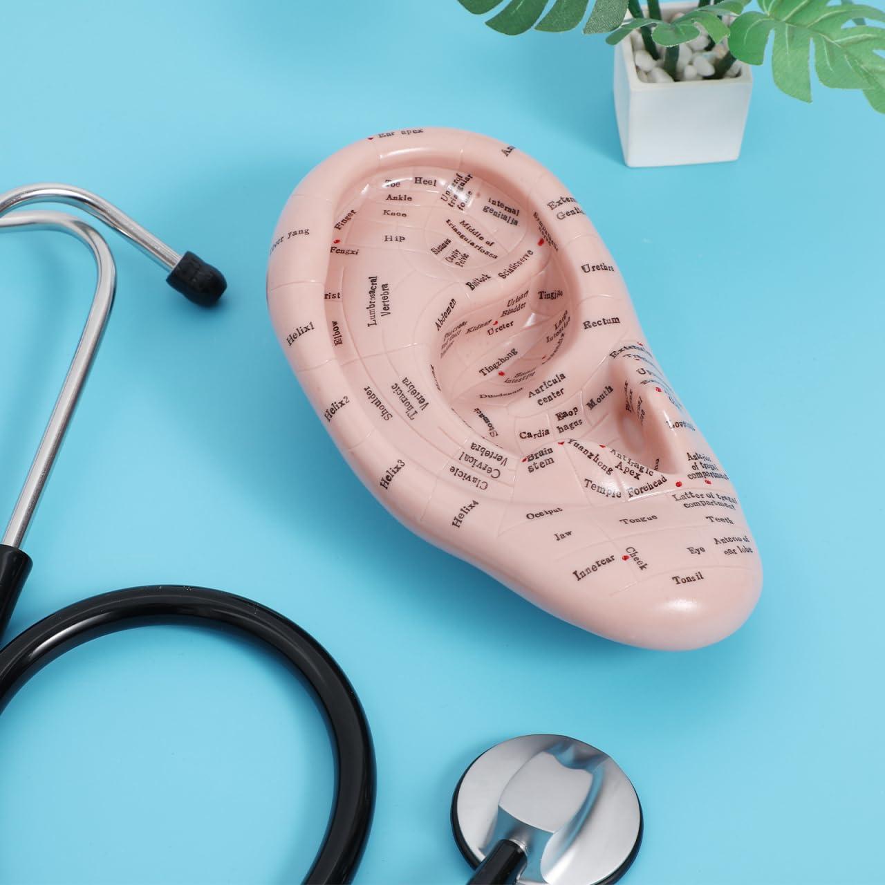 Modelo de Oreja Humana CLISPEED 17x10 cm para Reflexología