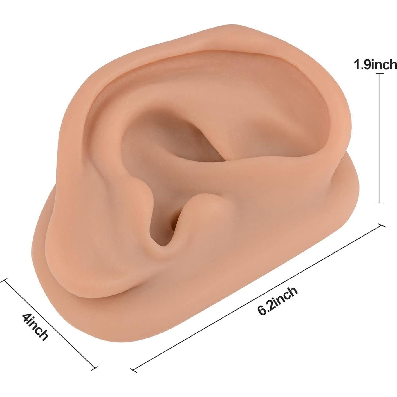 Simulador de Oído de Silicona SimCoach 17.1x11.3cm Acupuntura