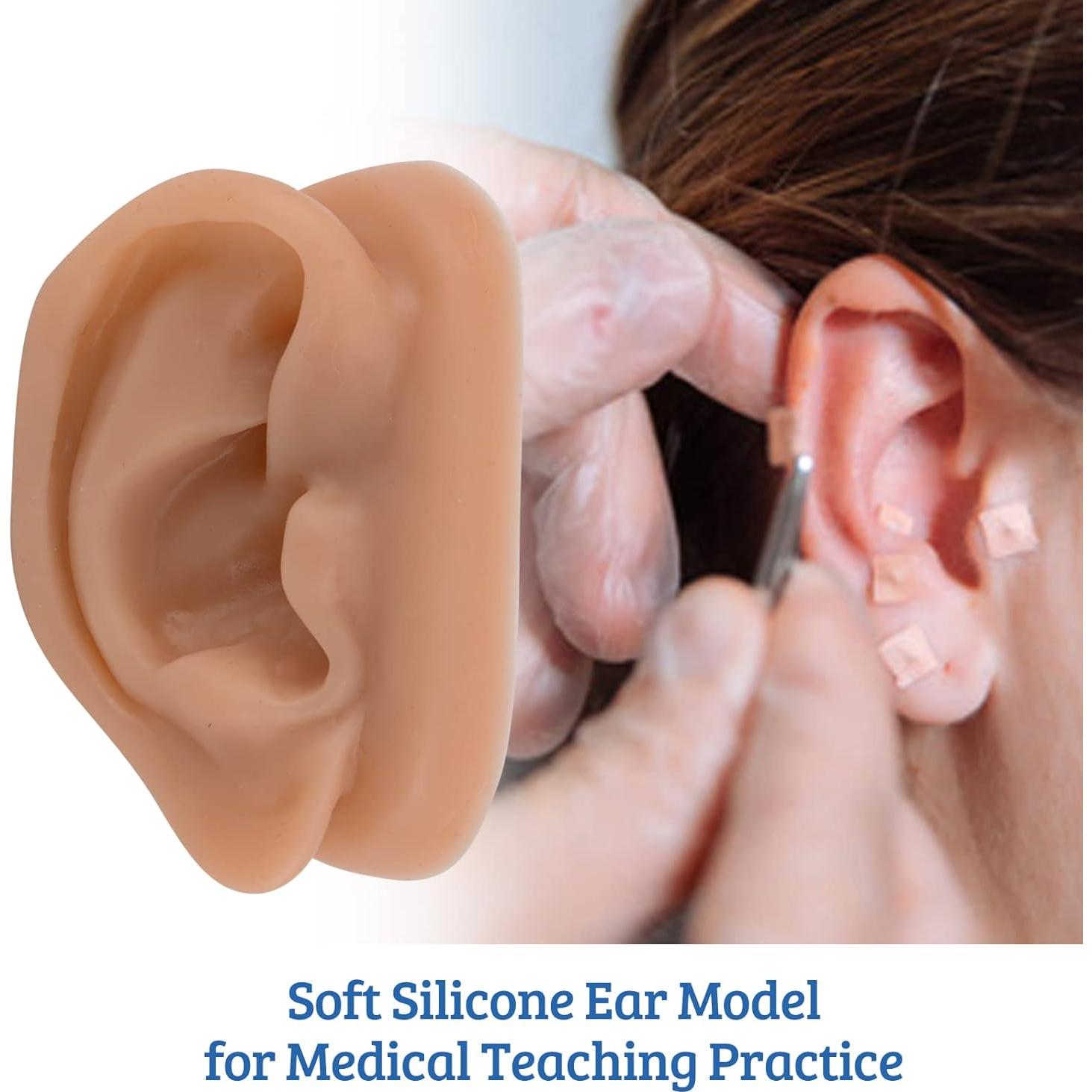 Modelo de Oído de Silicona SimCoach para Acupuntura y Piercing