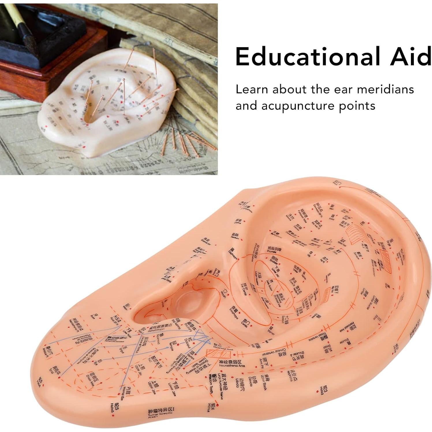 Modelo de Acupuntura de Oído Dioche 40cm PVC Educativo