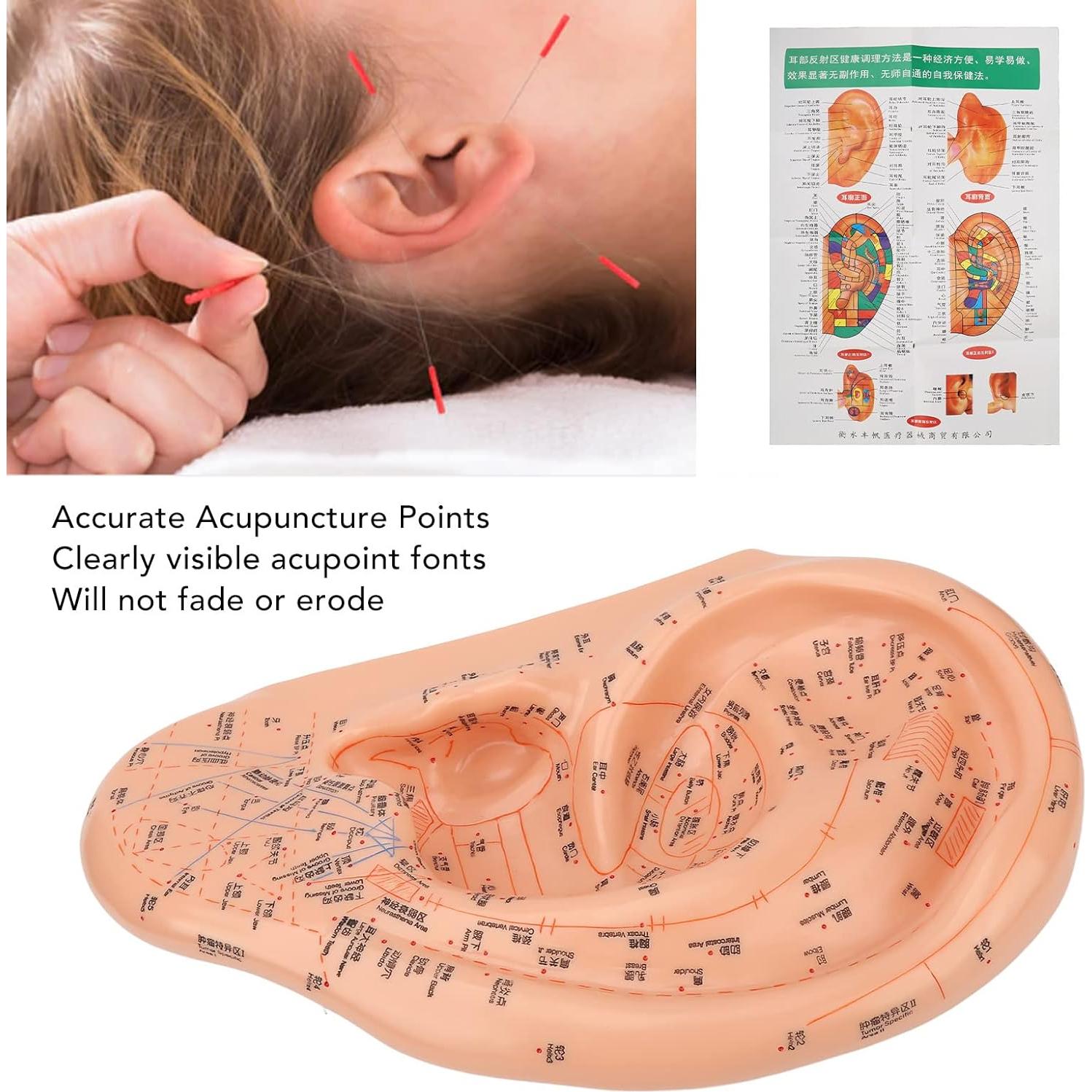 Modelo de Acupuntura de Oído Dioche 40cm PVC Educativo