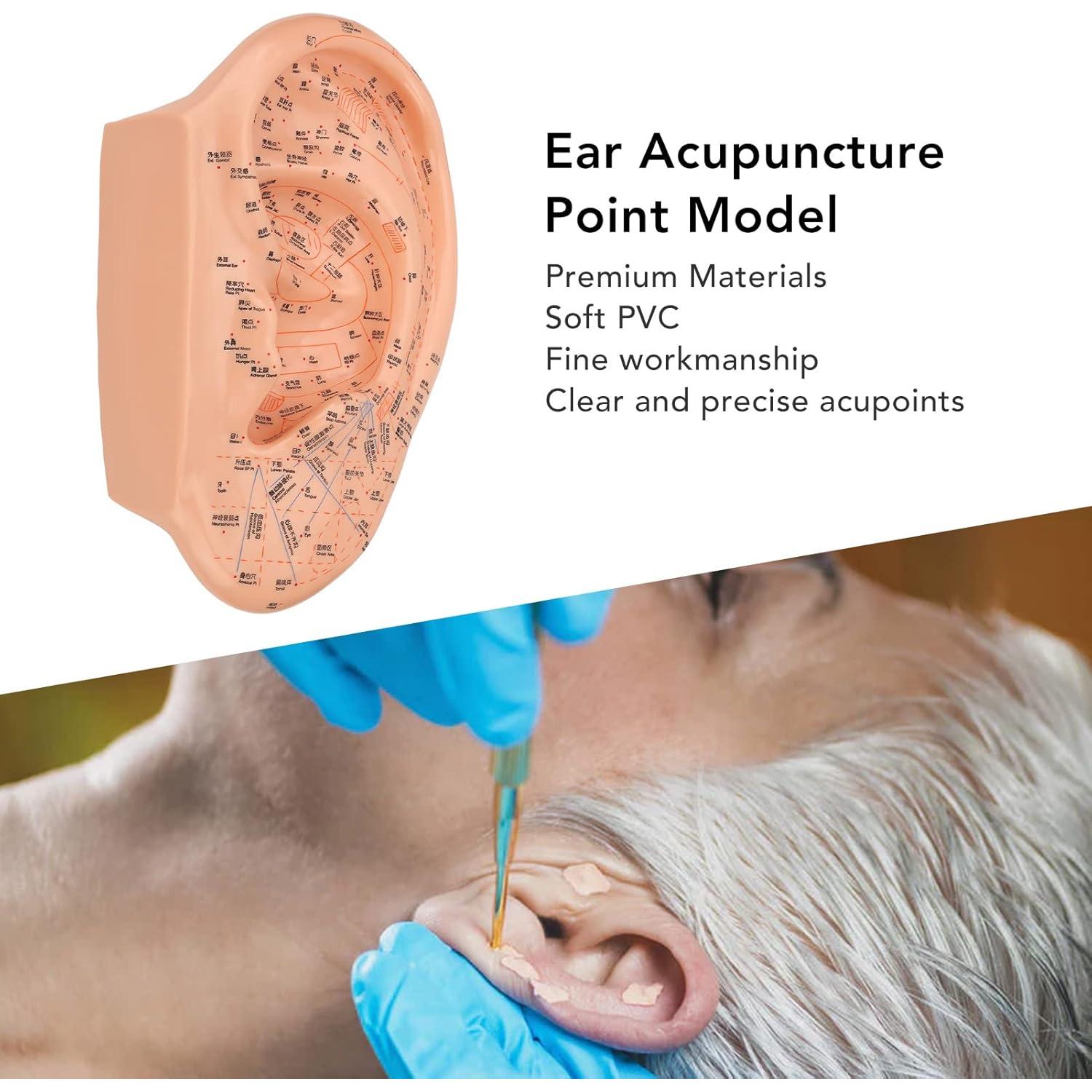 Modelo de Acupuntura de Oído Dioche 40cm PVC Educativo