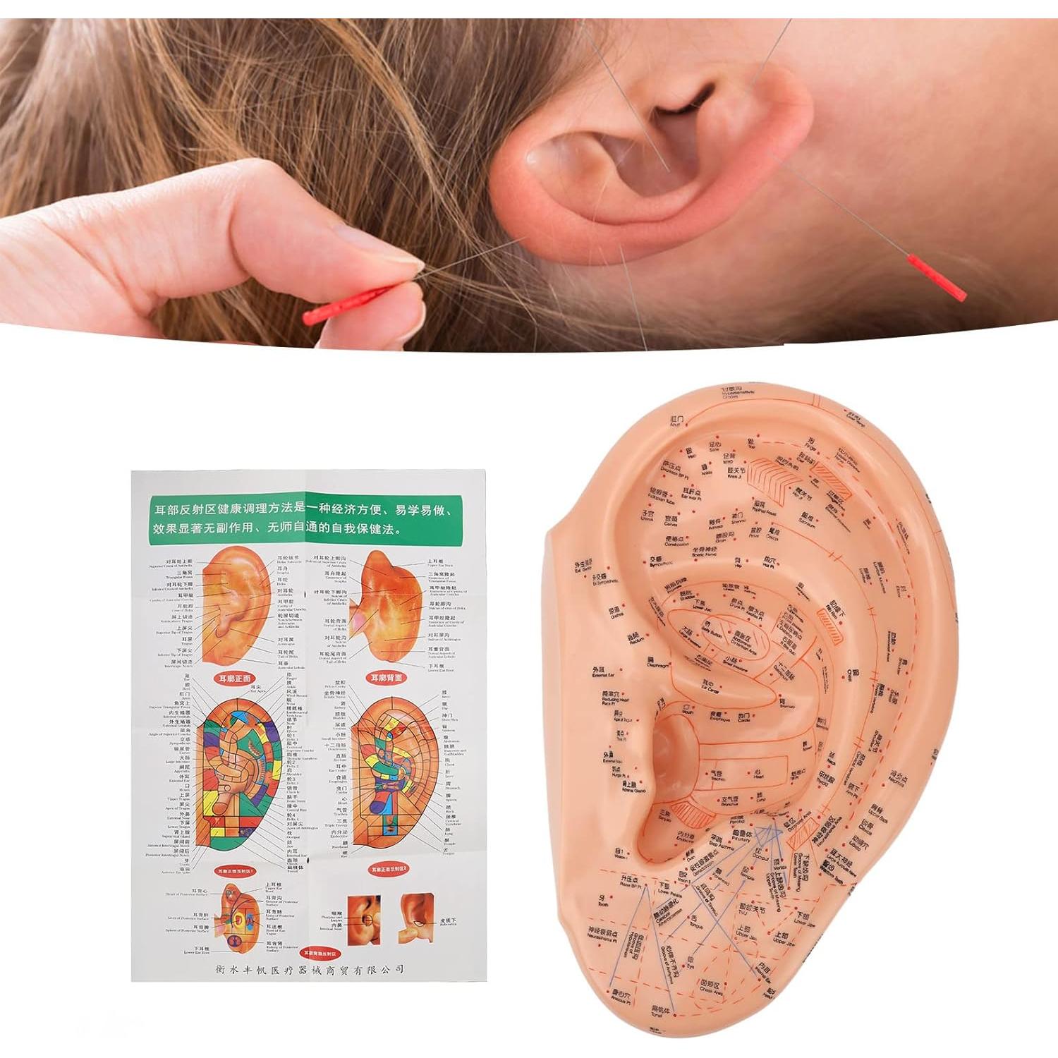 Modelo de Acupuntura de Oído Dioche 40cm PVC Educativo