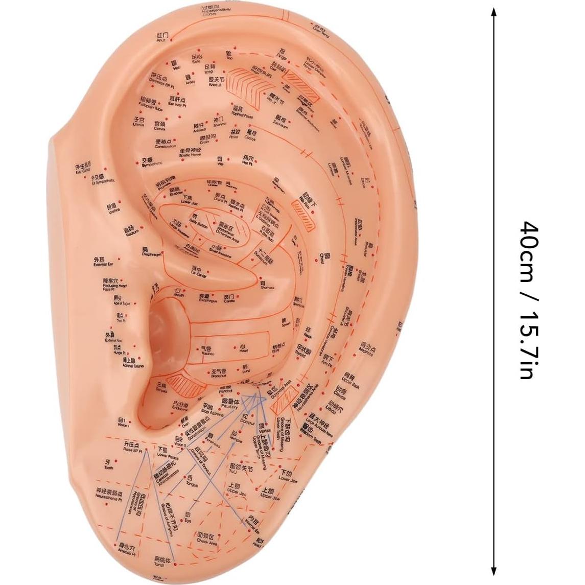 Modelo de Acupuntura de Oído Dioche 40cm PVC Educativo