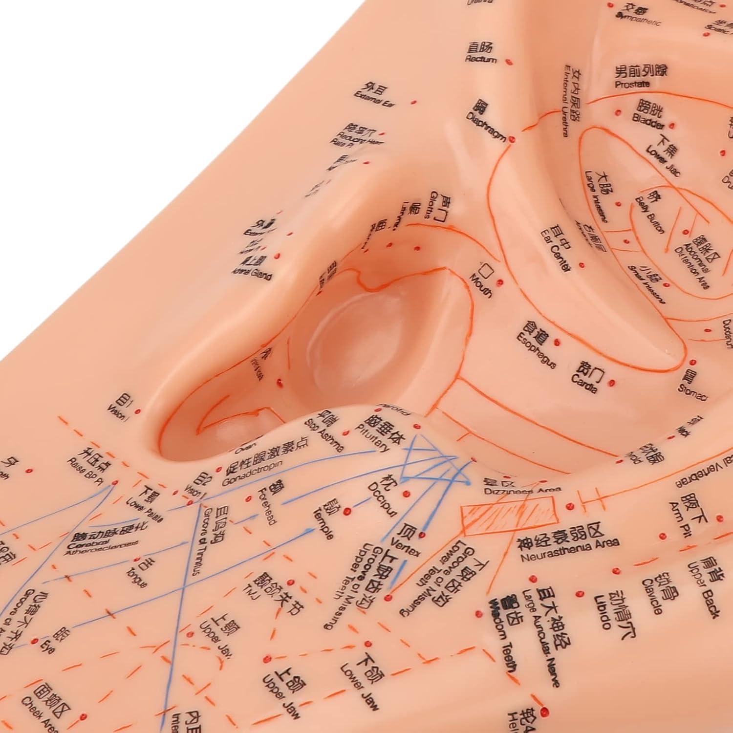 Modelo de Acupuntura de Oído Dioche 40cm PVC Educativo