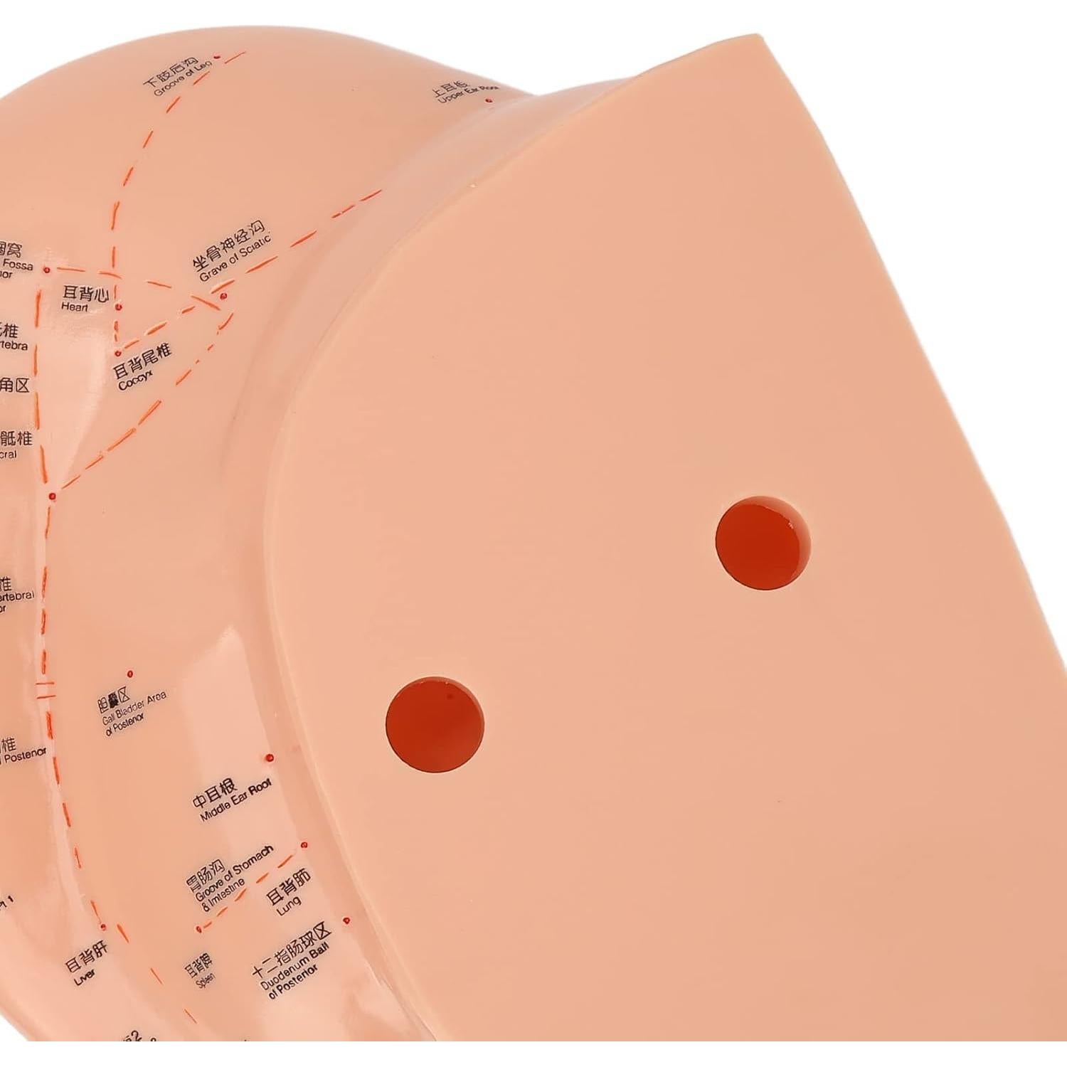 Modelo de Acupuntura de Oído Dioche 40cm PVC Educativo