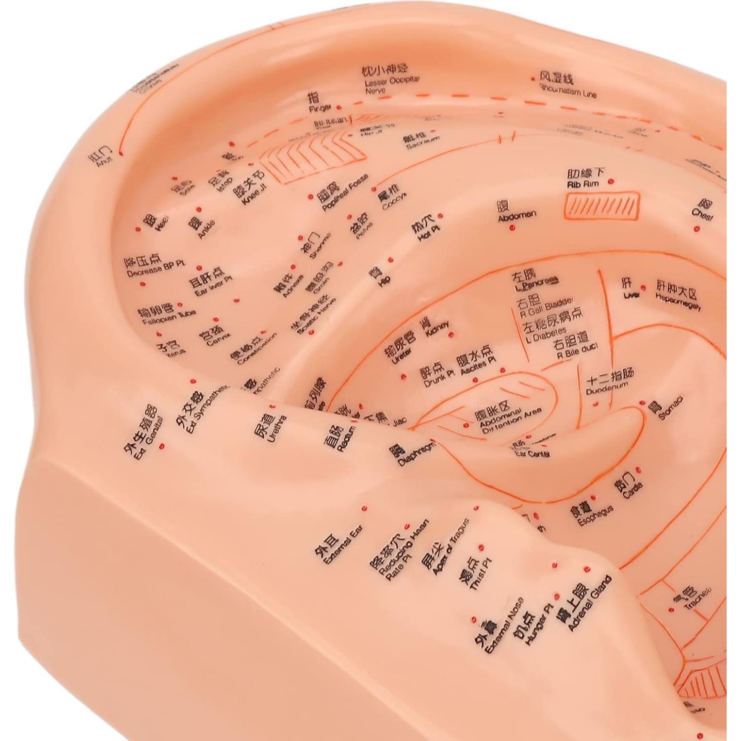 Modelo de Acupuntura de Oído Dioche 40cm PVC Educativo