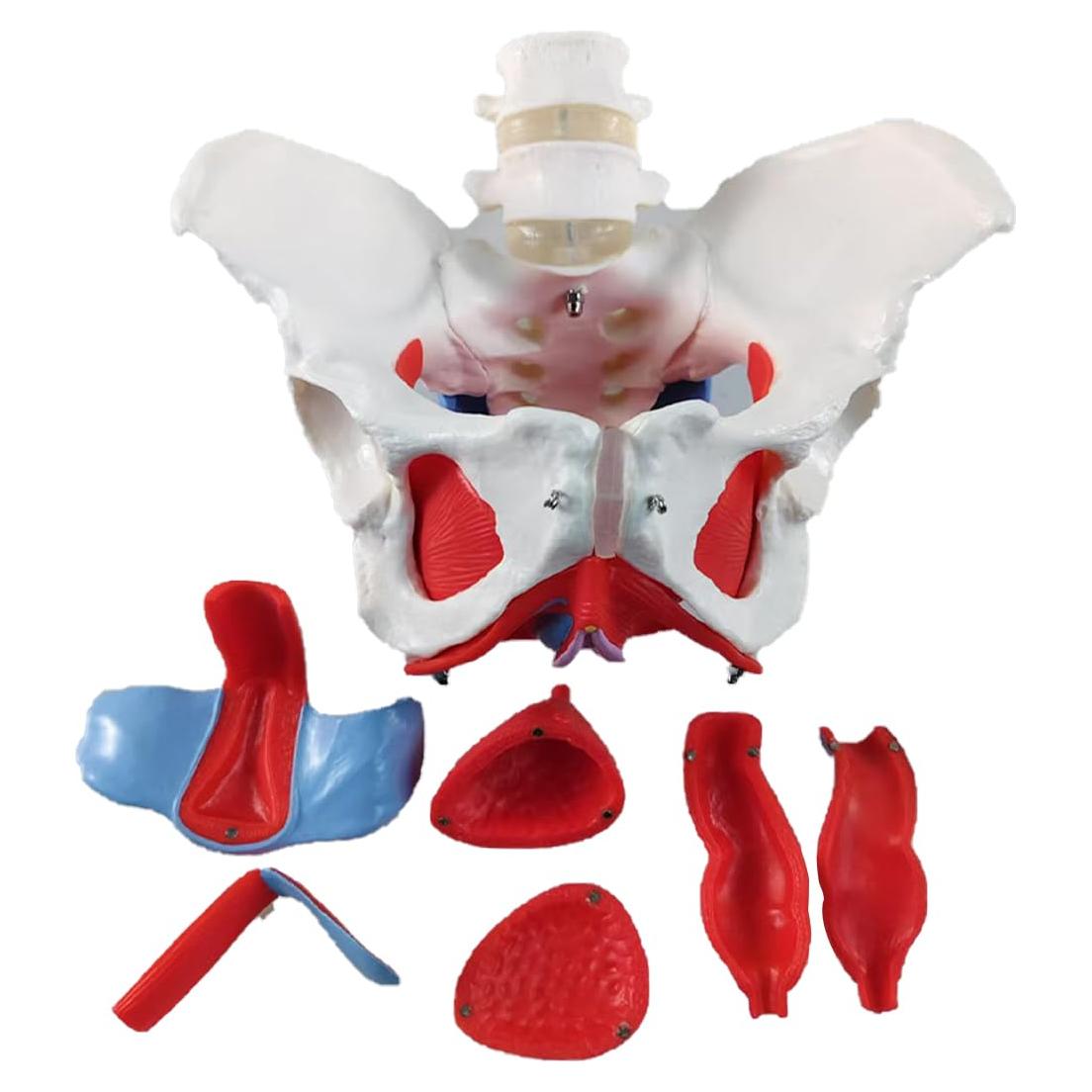 Modelo anatómico de pelvis femenina con músculos del suelo pélvico