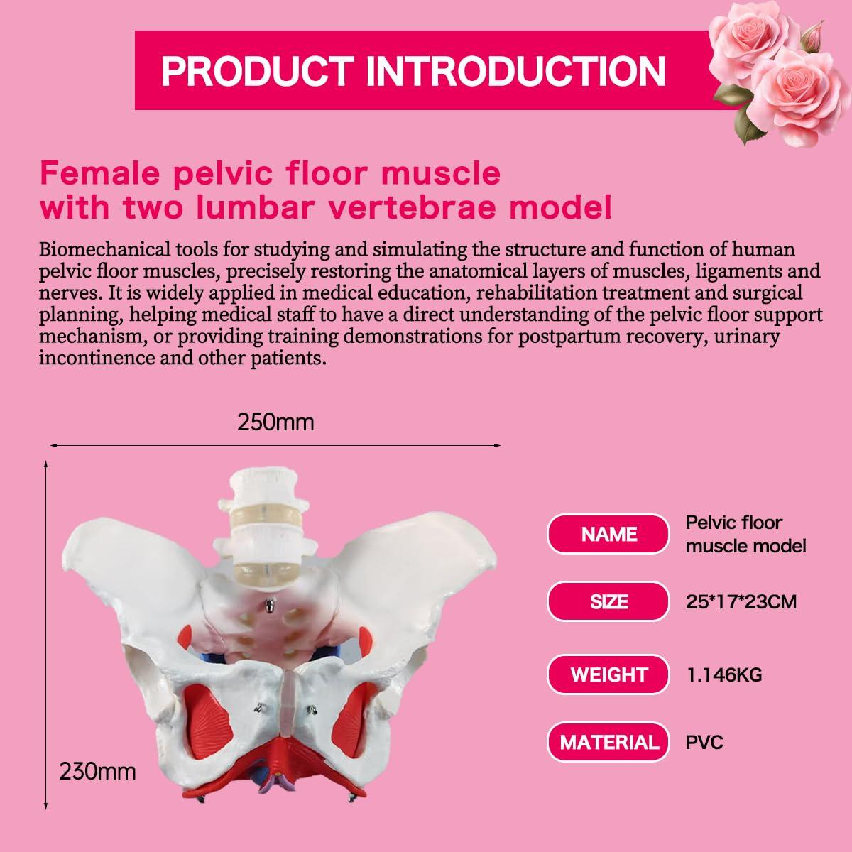 Modelo anatómico de pelvis femenina con músculos del suelo pélvico