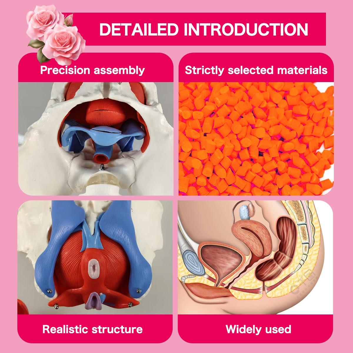 Modelo anatómico de pelvis femenina con músculos del suelo pélvico
