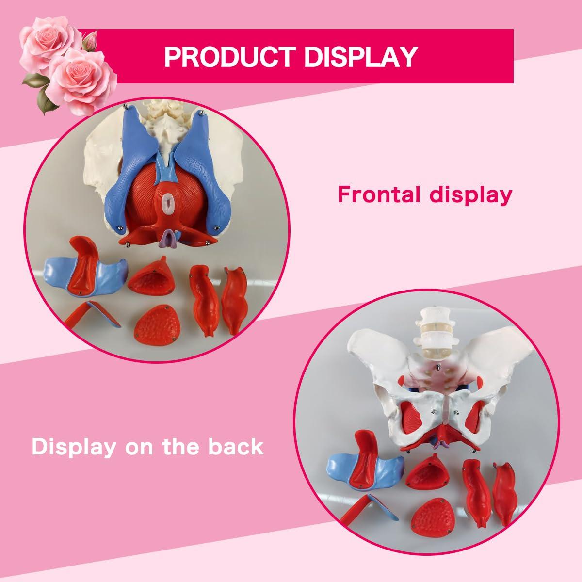 Modelo anatómico de pelvis femenina con músculos del suelo pélvico