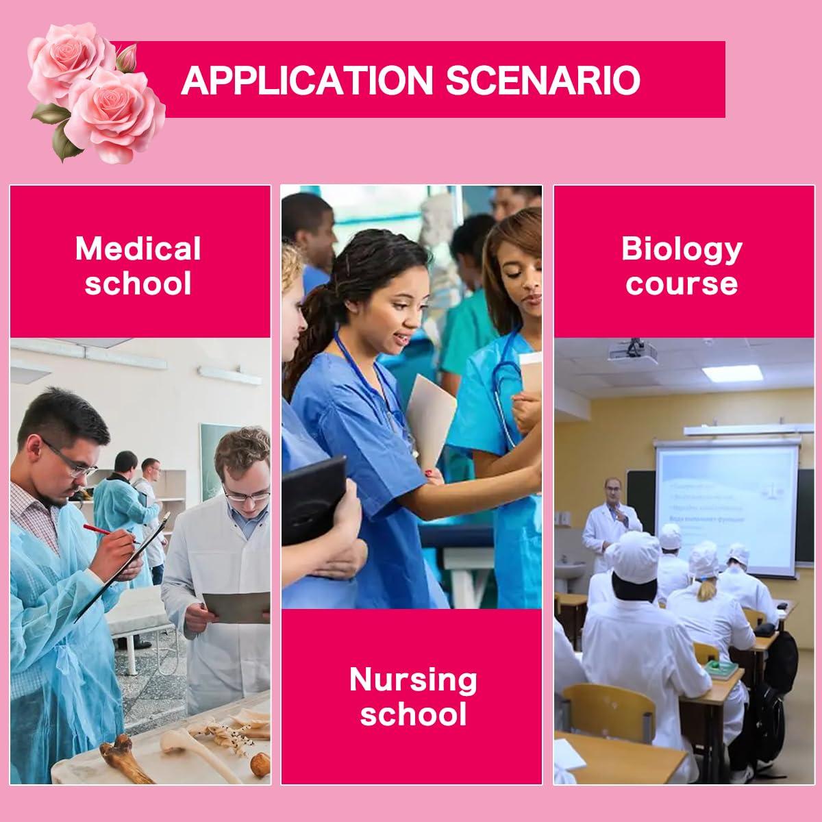 Modelo anatómico de pelvis femenina con músculos del suelo pélvico