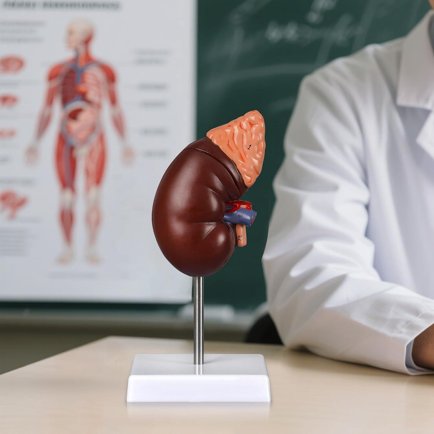 Modelo de Anatomía del Riñón Desmontable Simedutech 1:1 PVC