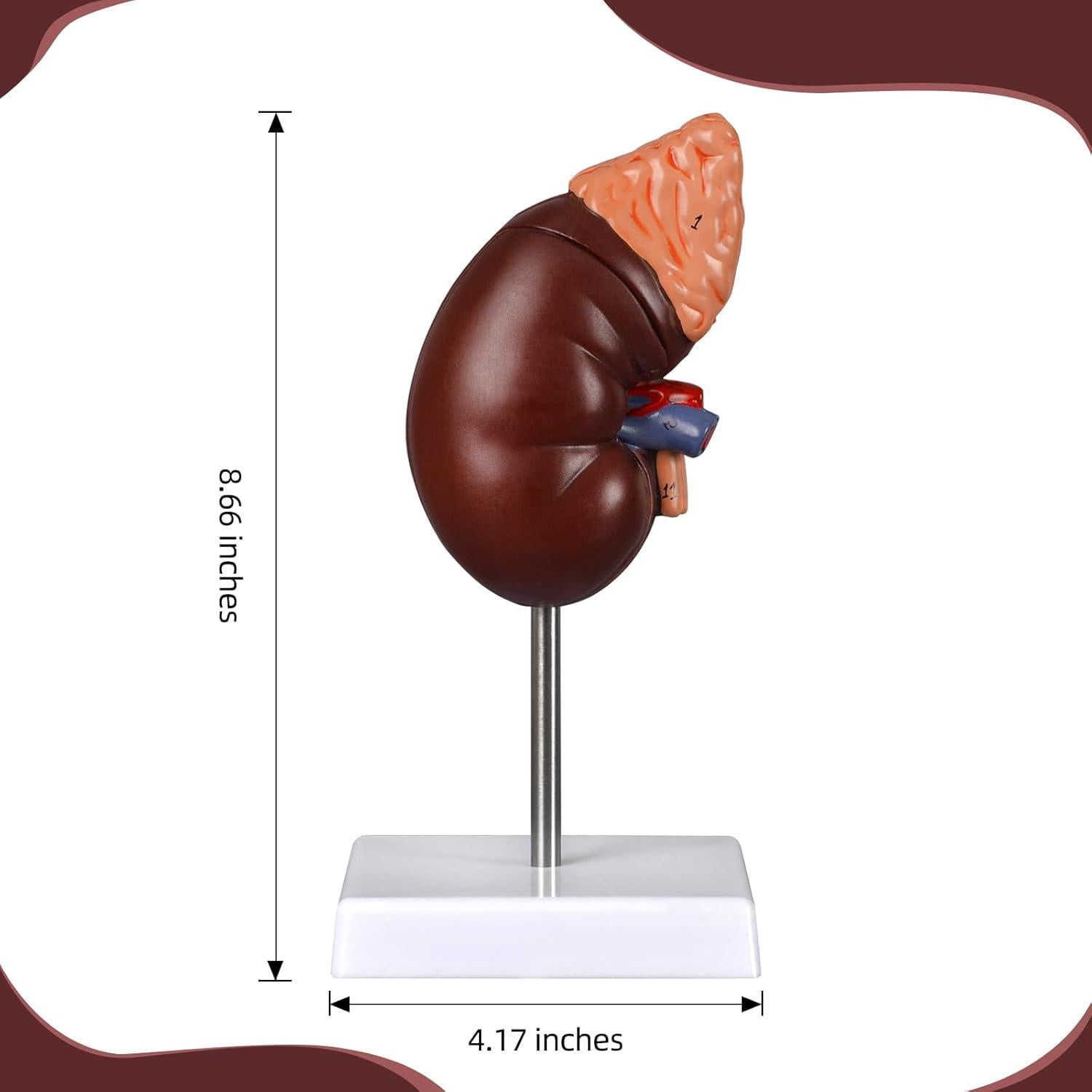 Modelo de Anatomía del Riñón Desmontable Simedutech 1:1 PVC