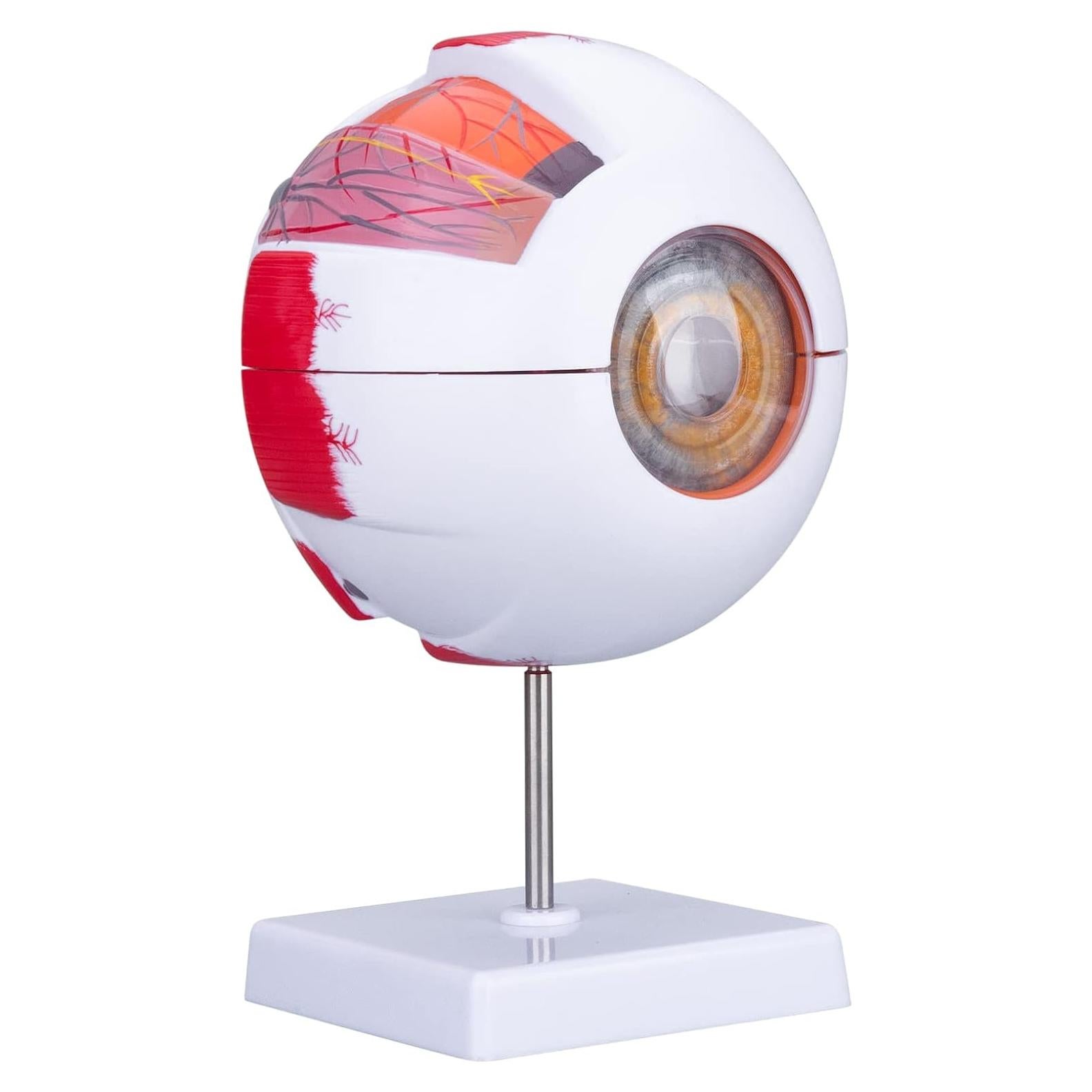 Modelo de Anatomía del Ojo Humano Healthible 27cm Removible