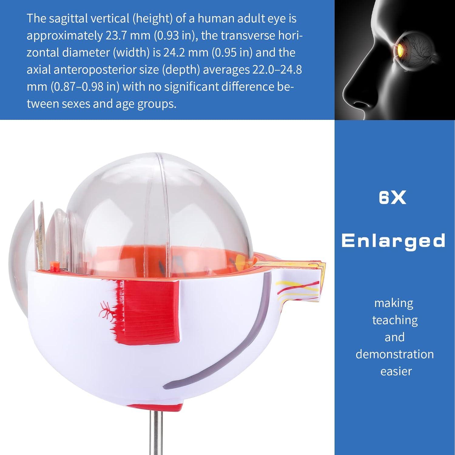 Modelo de Anatomía del Ojo Humano Healthible 27cm Removible