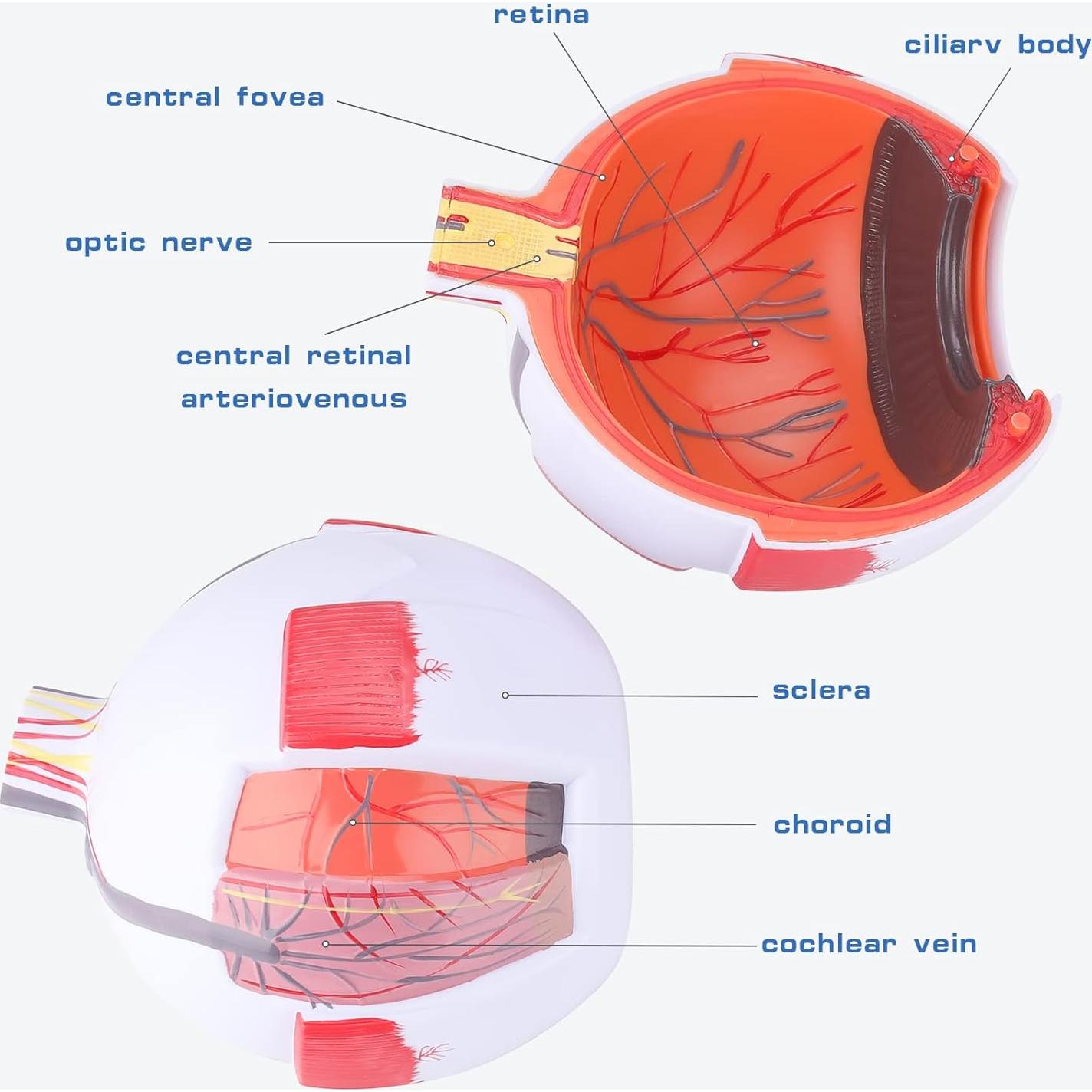 Modelo de Anatomía del Ojo Humano Healthible 27cm Removible