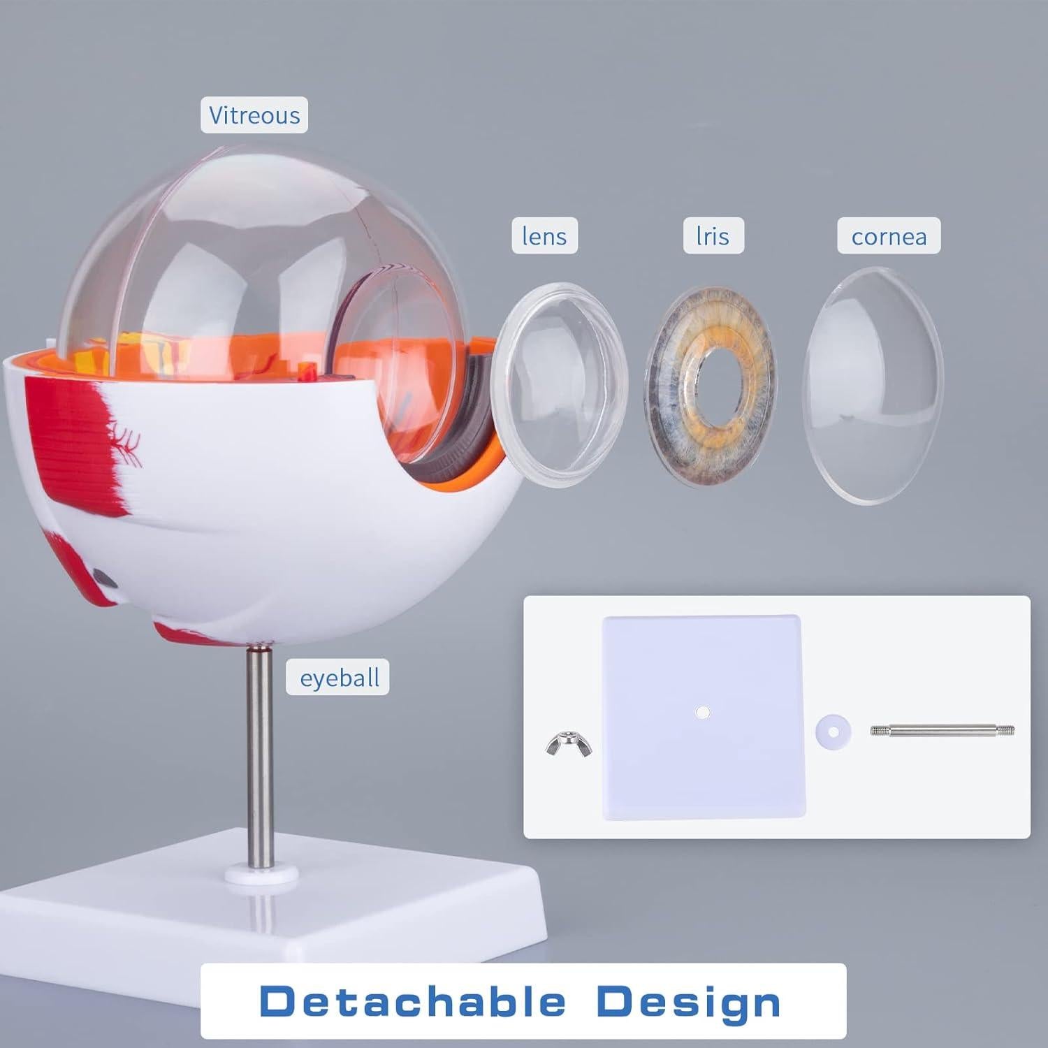 Modelo de Anatomía del Ojo Humano Healthible 27cm Removible